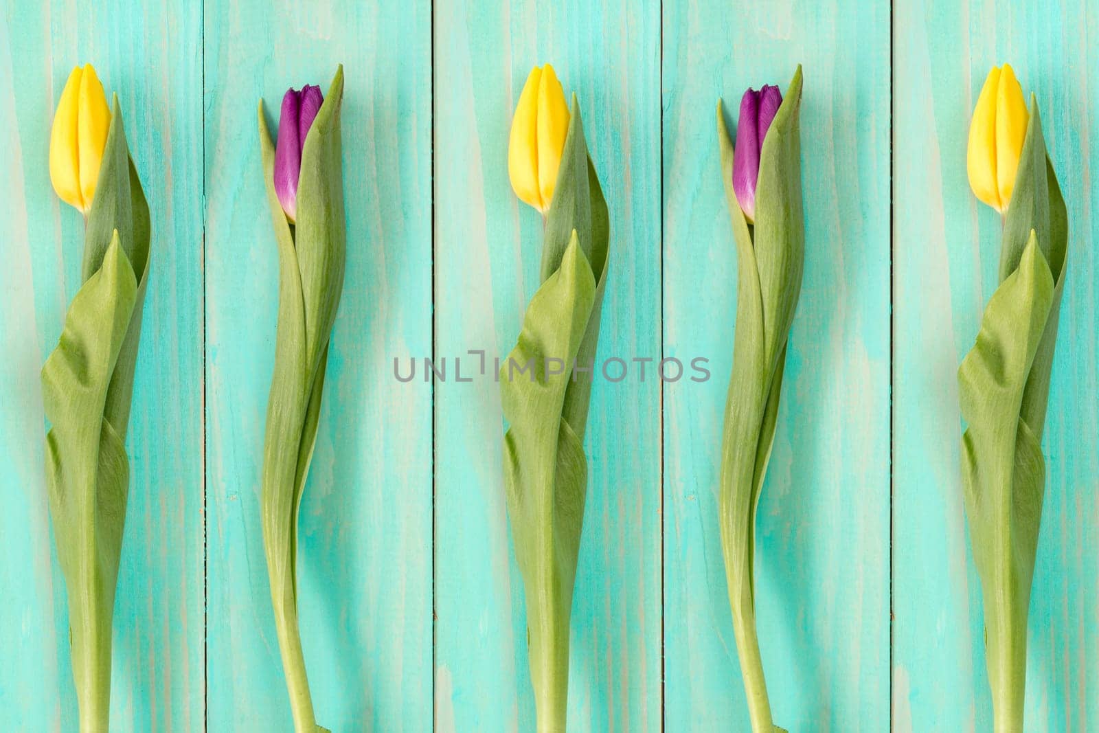 Nature spring background with blooming tulips and blue wooden wall