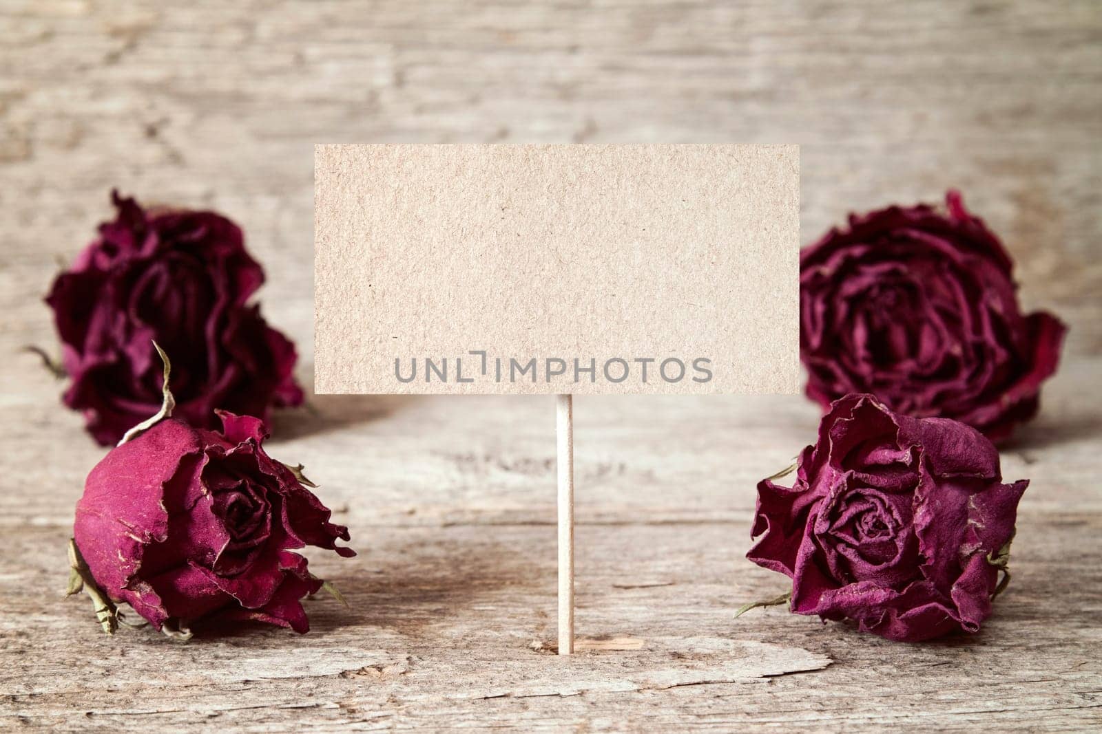 Old roses buds and blank sign for copy-space