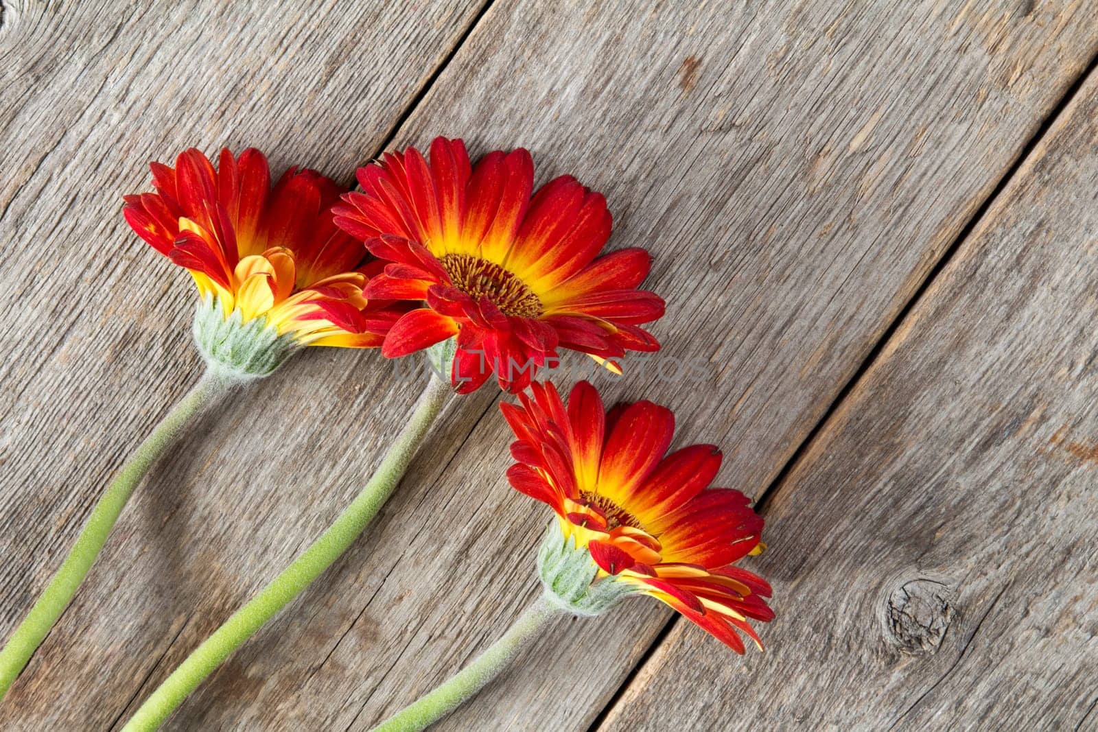 Three gerbera flowers on the wooden background
