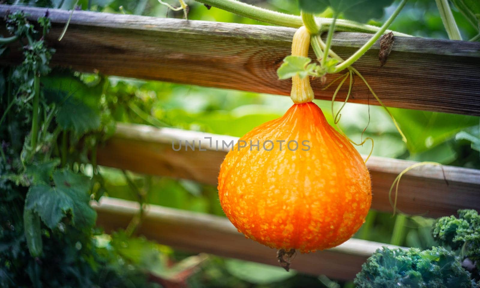 Ripe red kuri squash growing in the garden