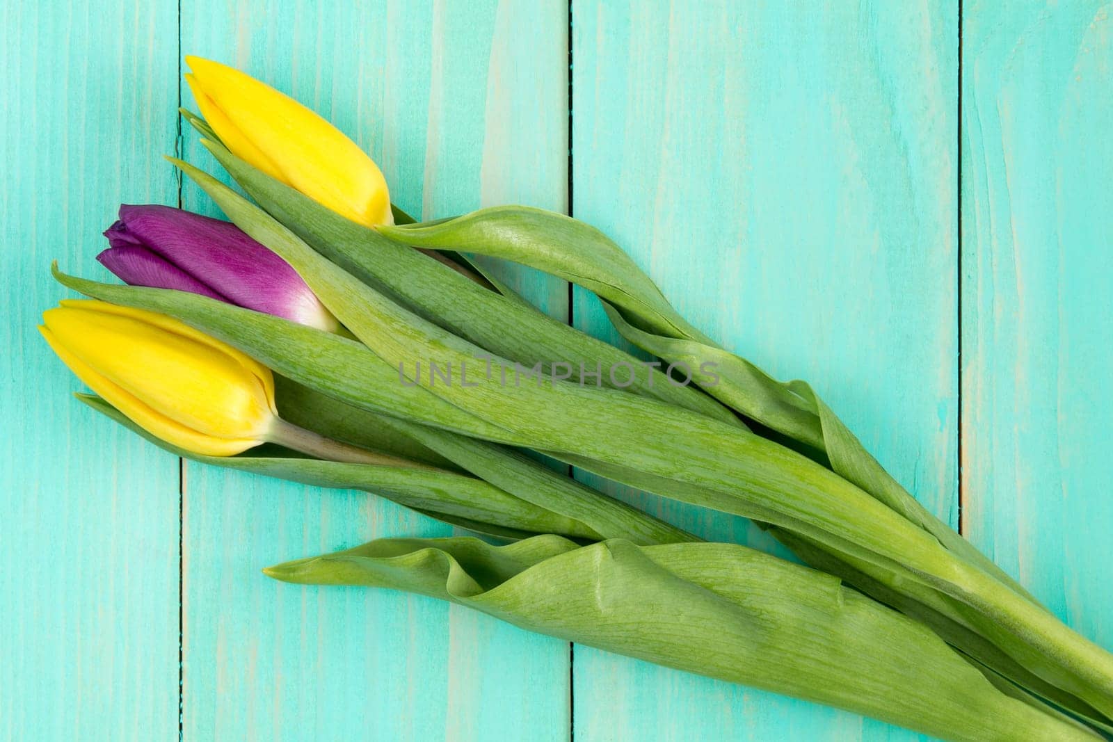 Three tulips lying on a blue wooden background