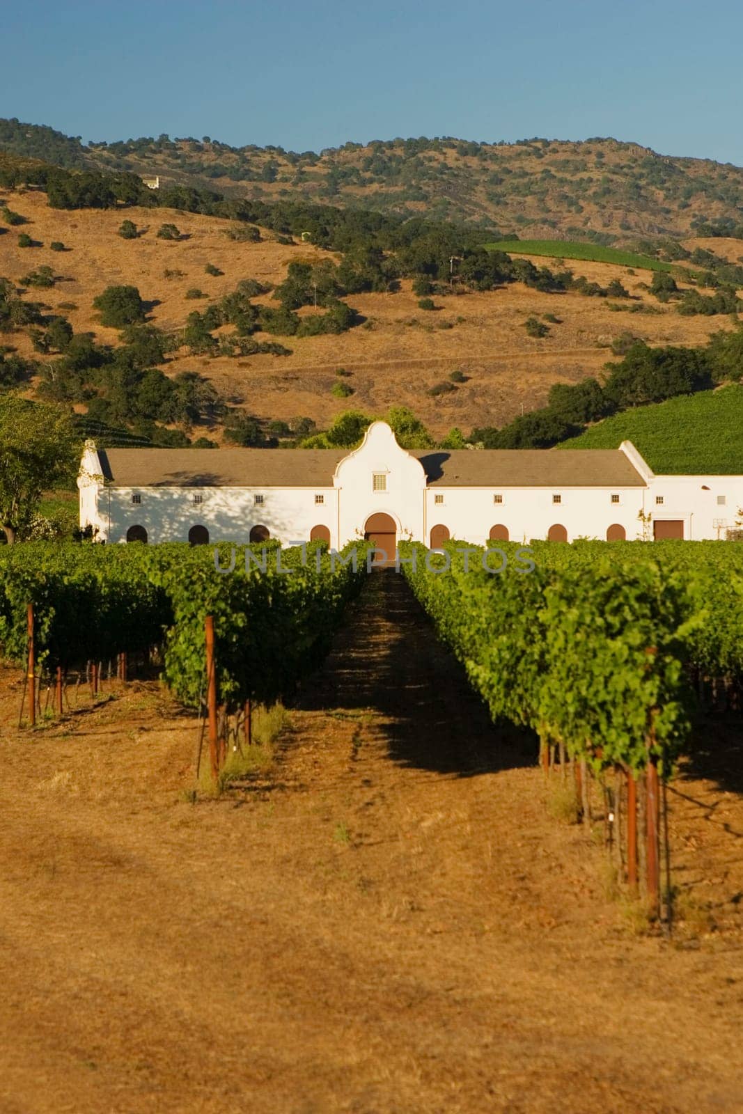 Vineyard in front of a building