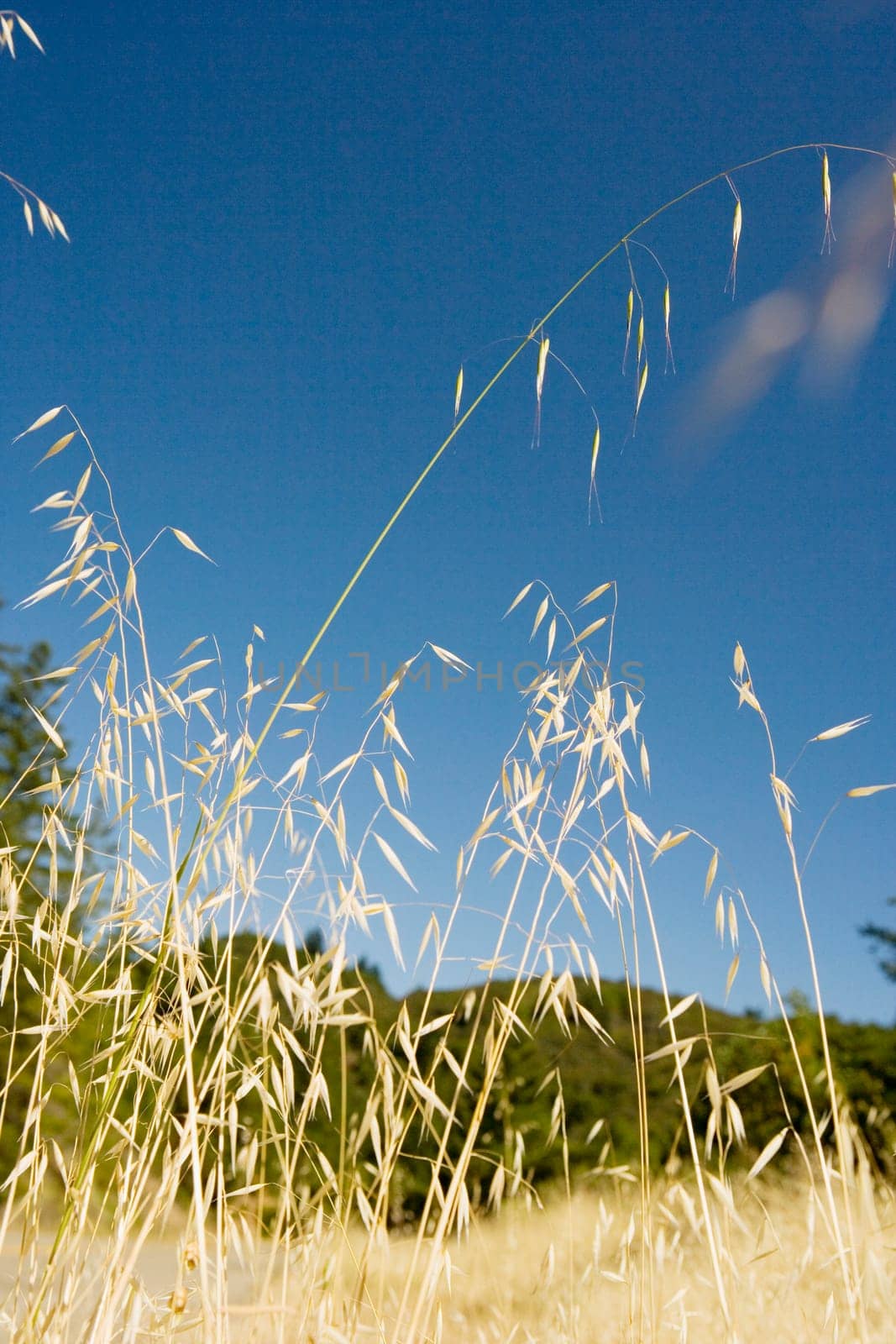 Corn crop in a field