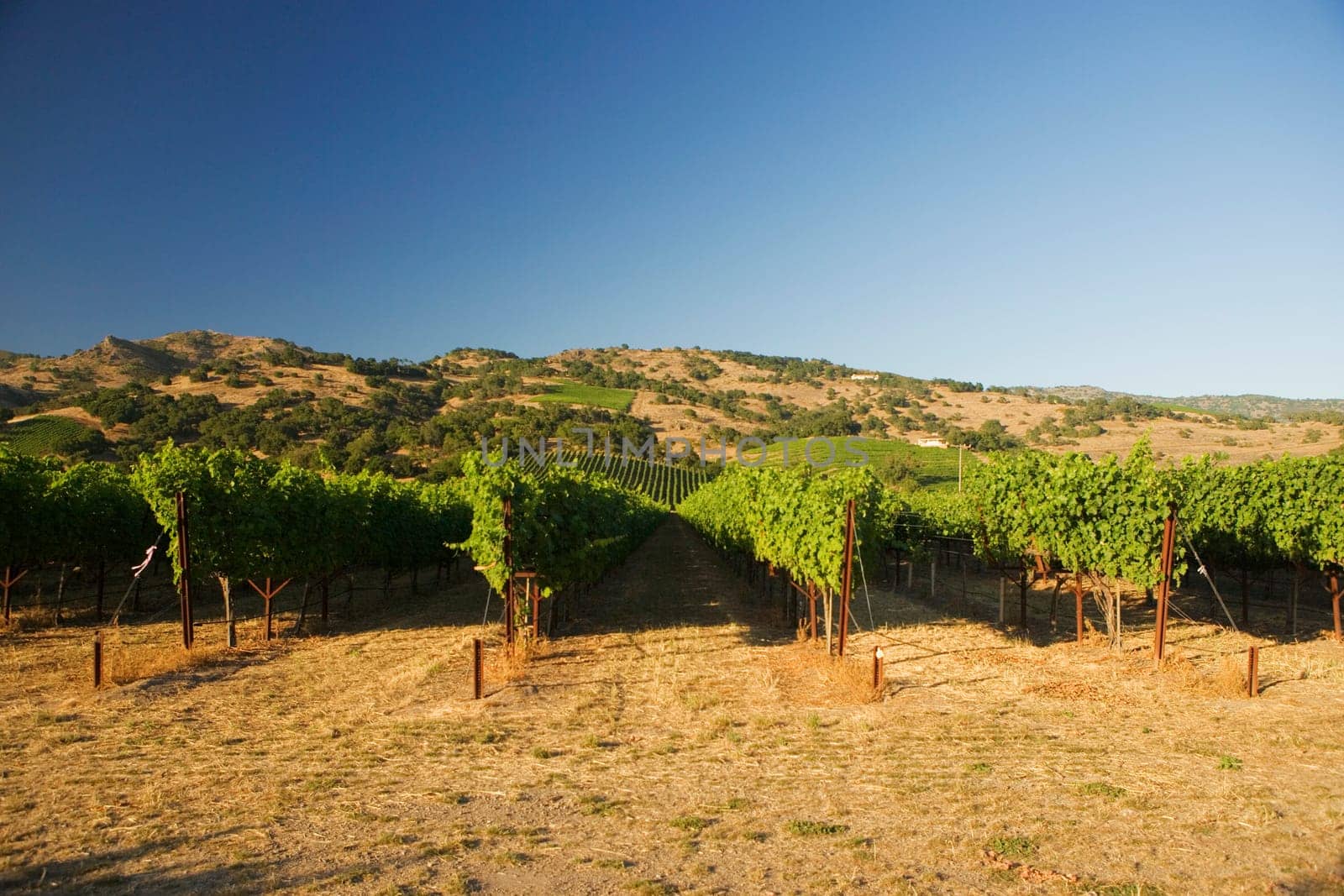 Panoramic view of a vineyard