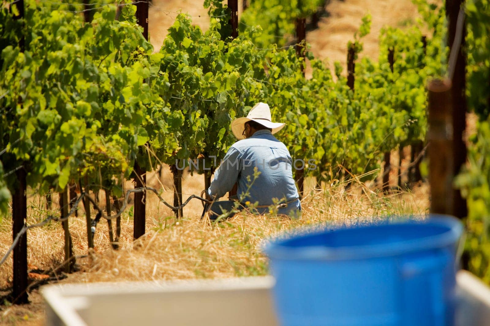 Farmer in a vineyard