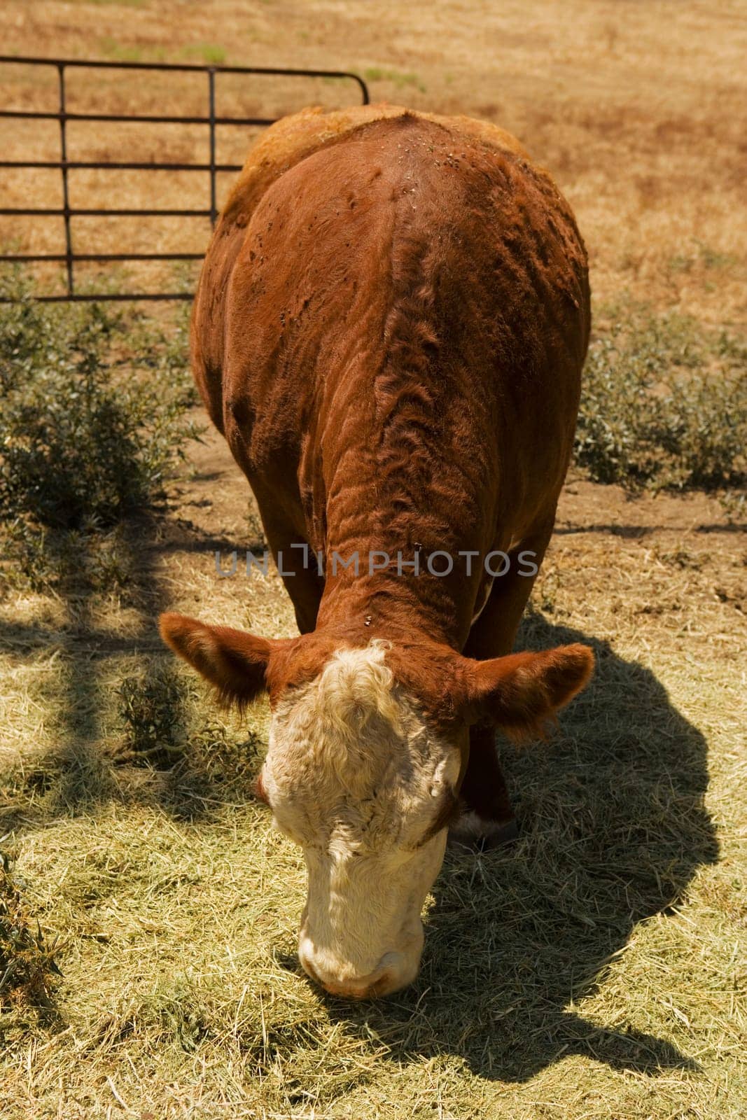Cow grazing in a field