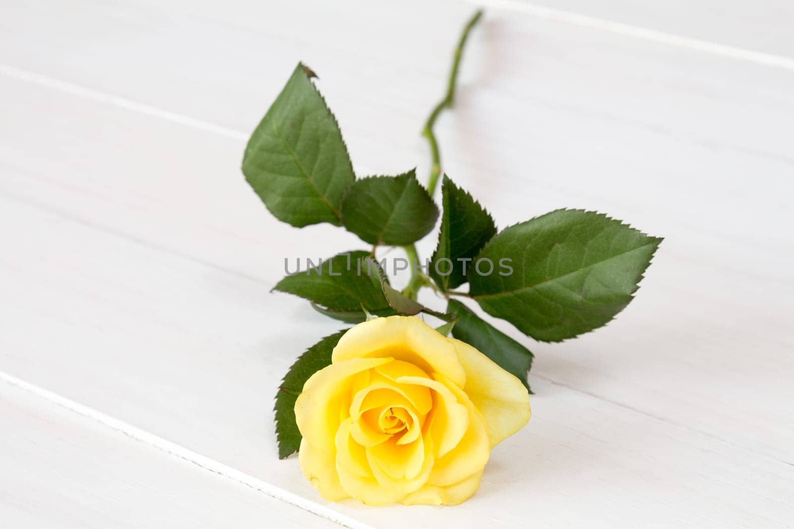 Beautiful yellow rose on white wooden background