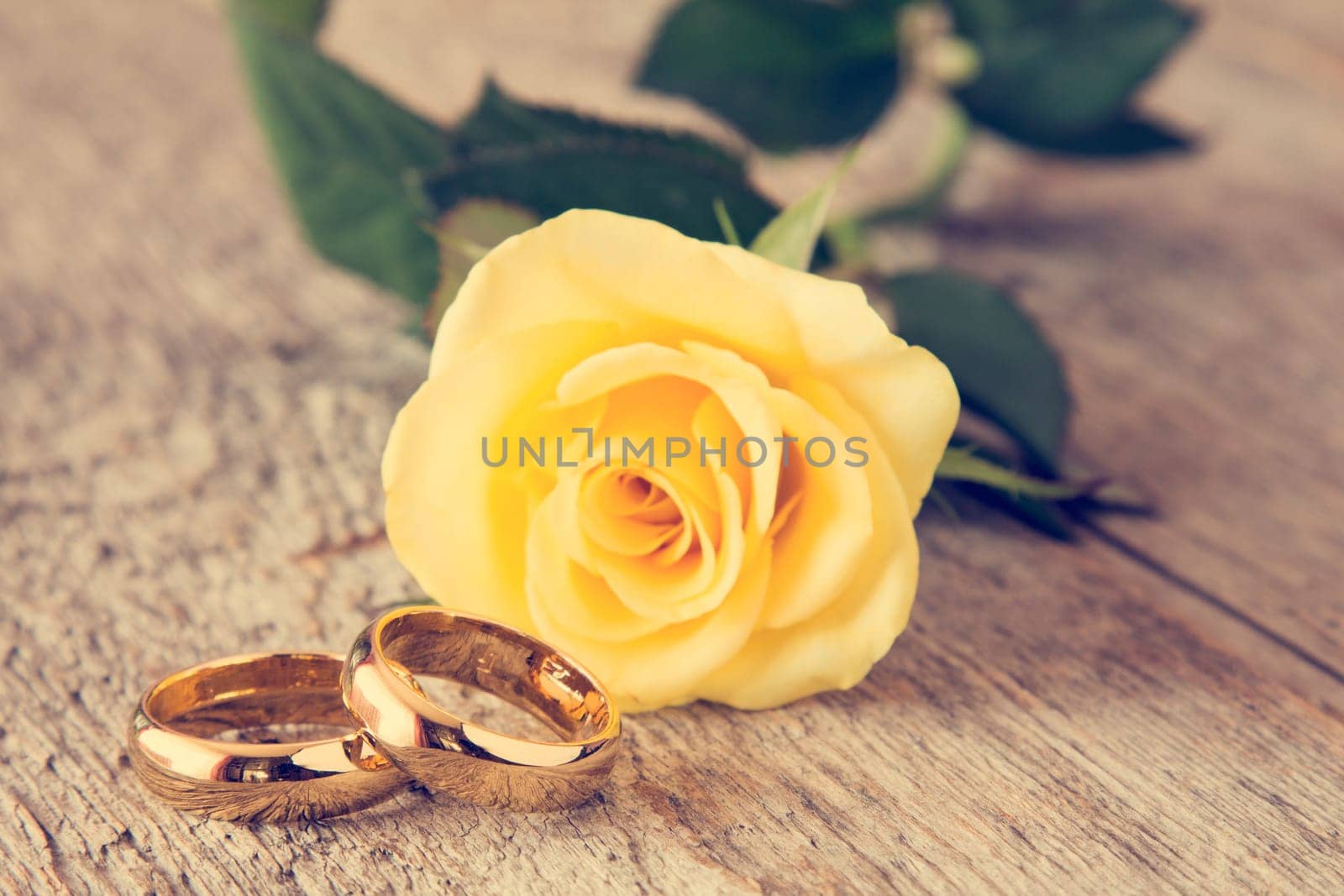 Wedding rings with yellow rose on background