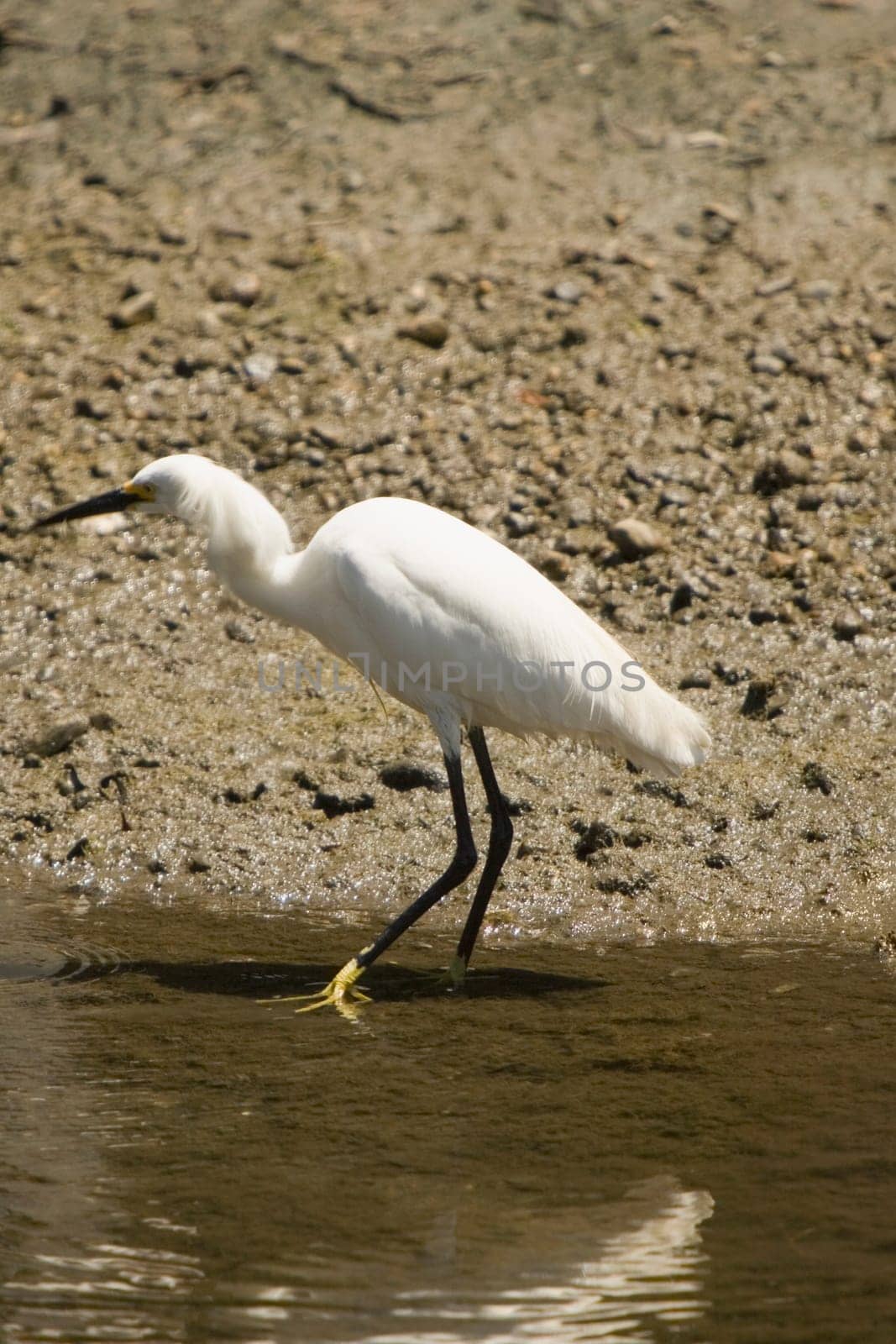 Side profile of an egret walking in water