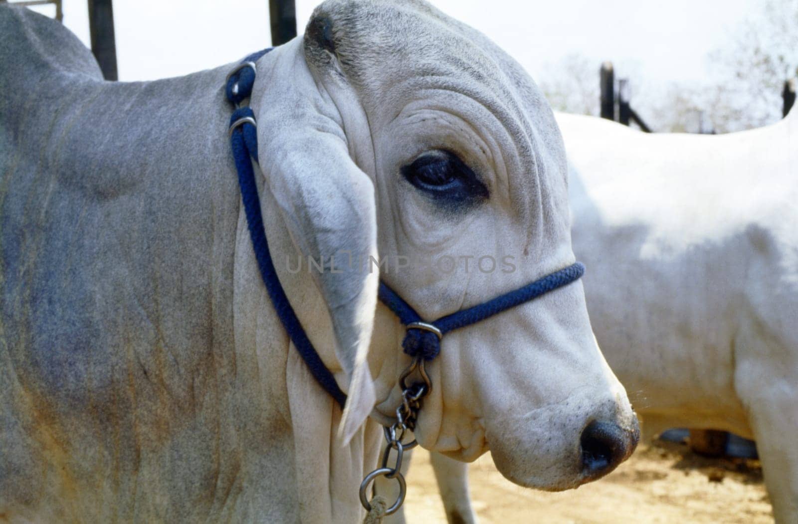 Side profile of a bull