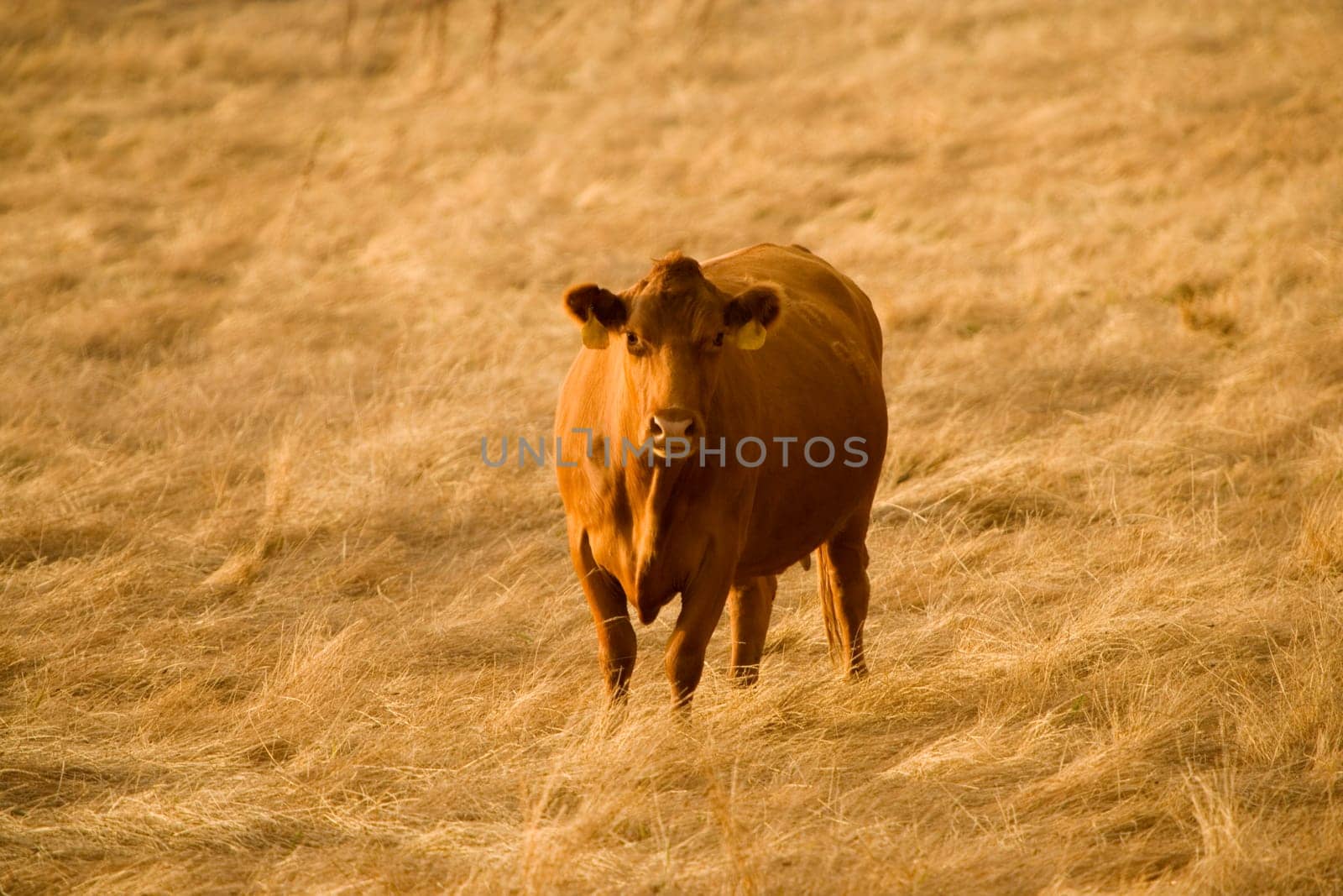 High angle view of a cow in a field
