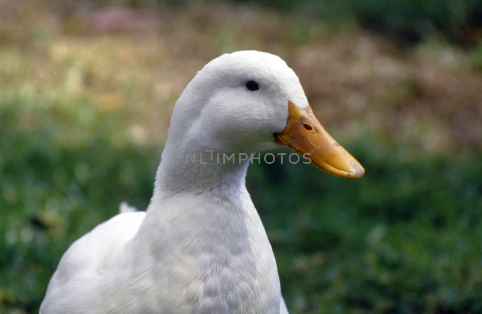 Close-up of a duck