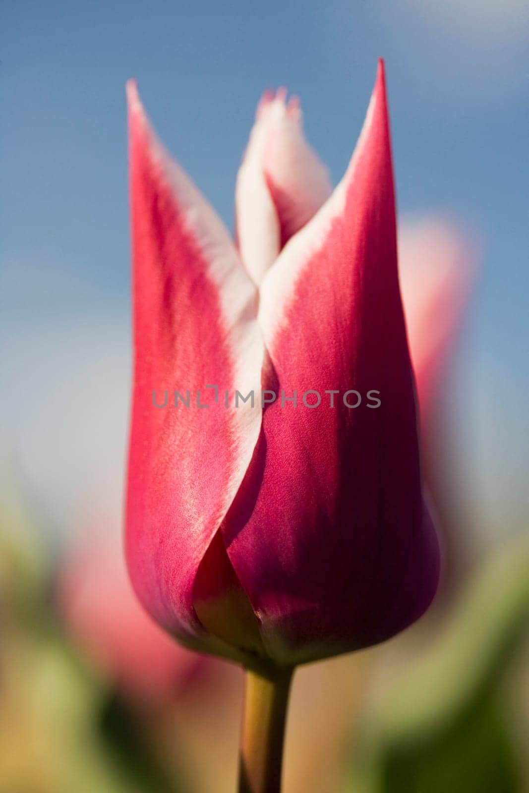 Close-up of a tulip flower