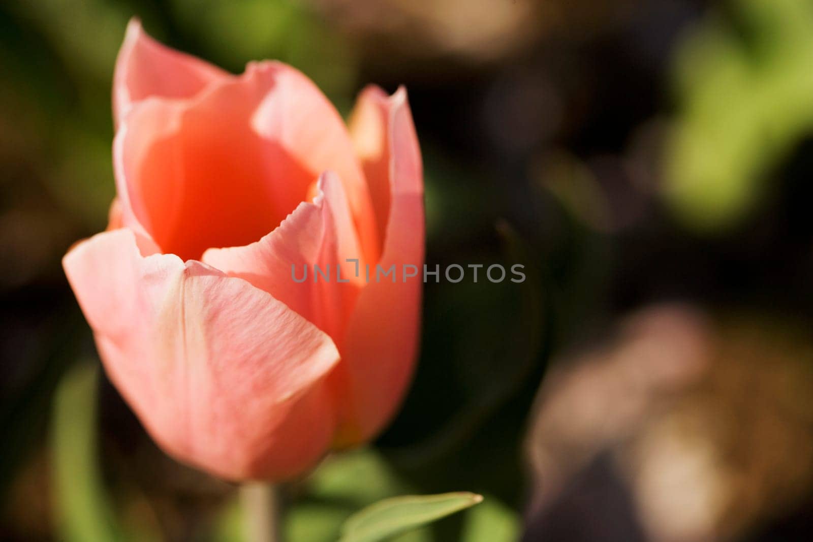 Close-up of a tulip flower