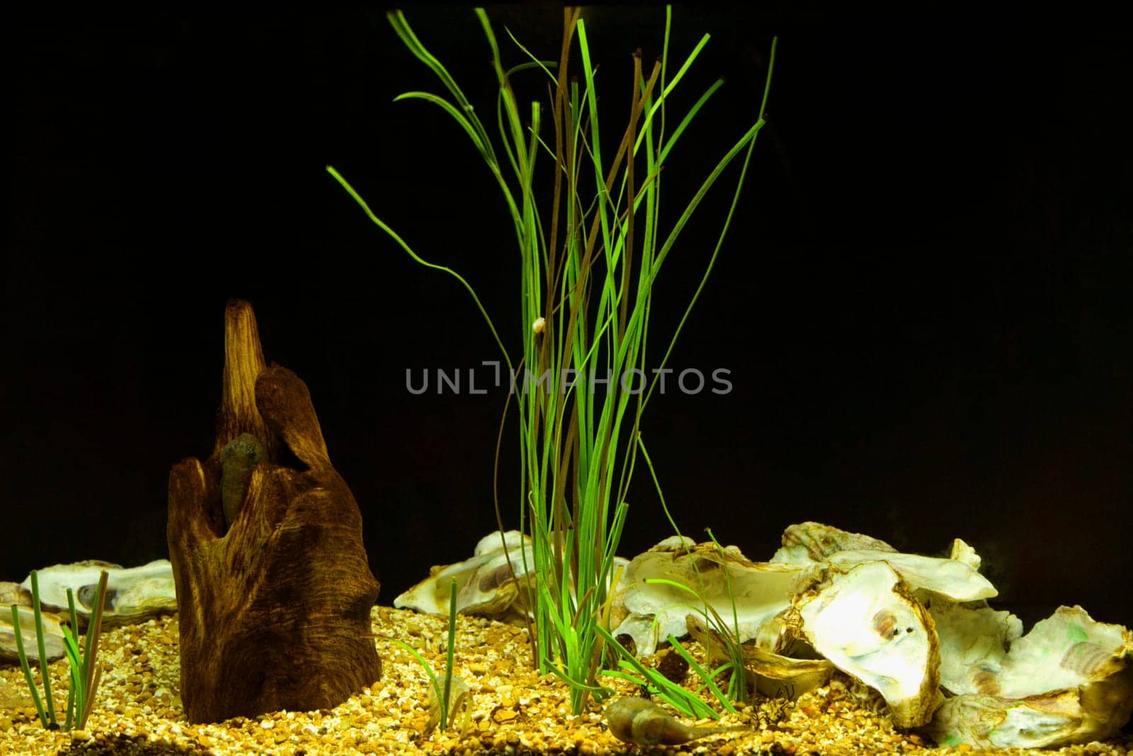 Close-up of plants underwater