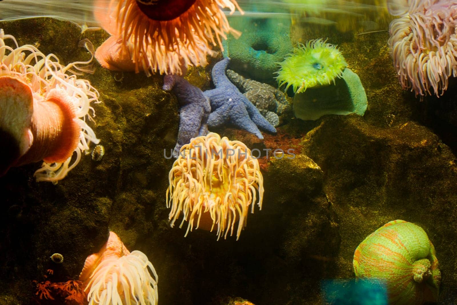 Close-up of a sea anemone underwater
