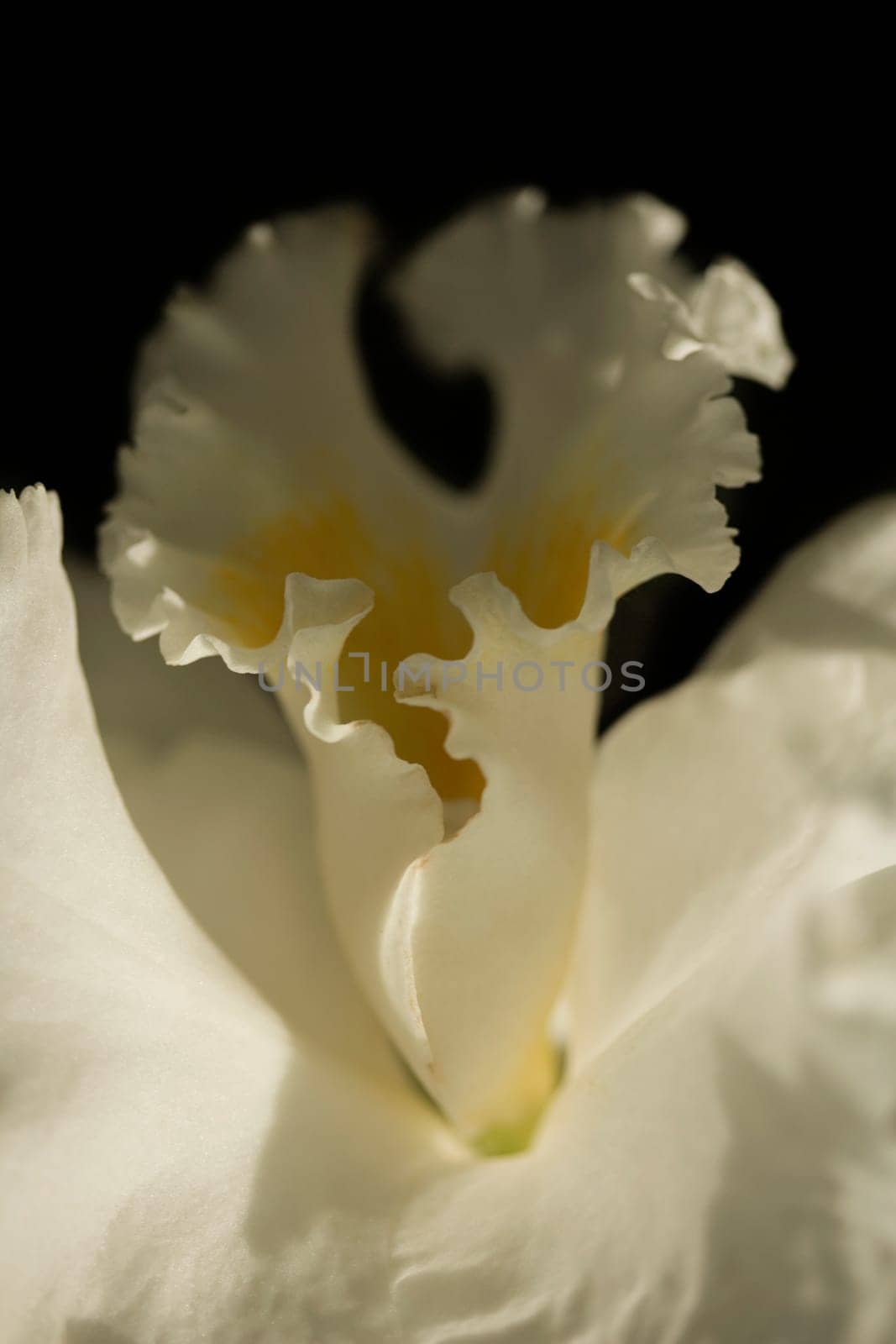 Close-up of a flower