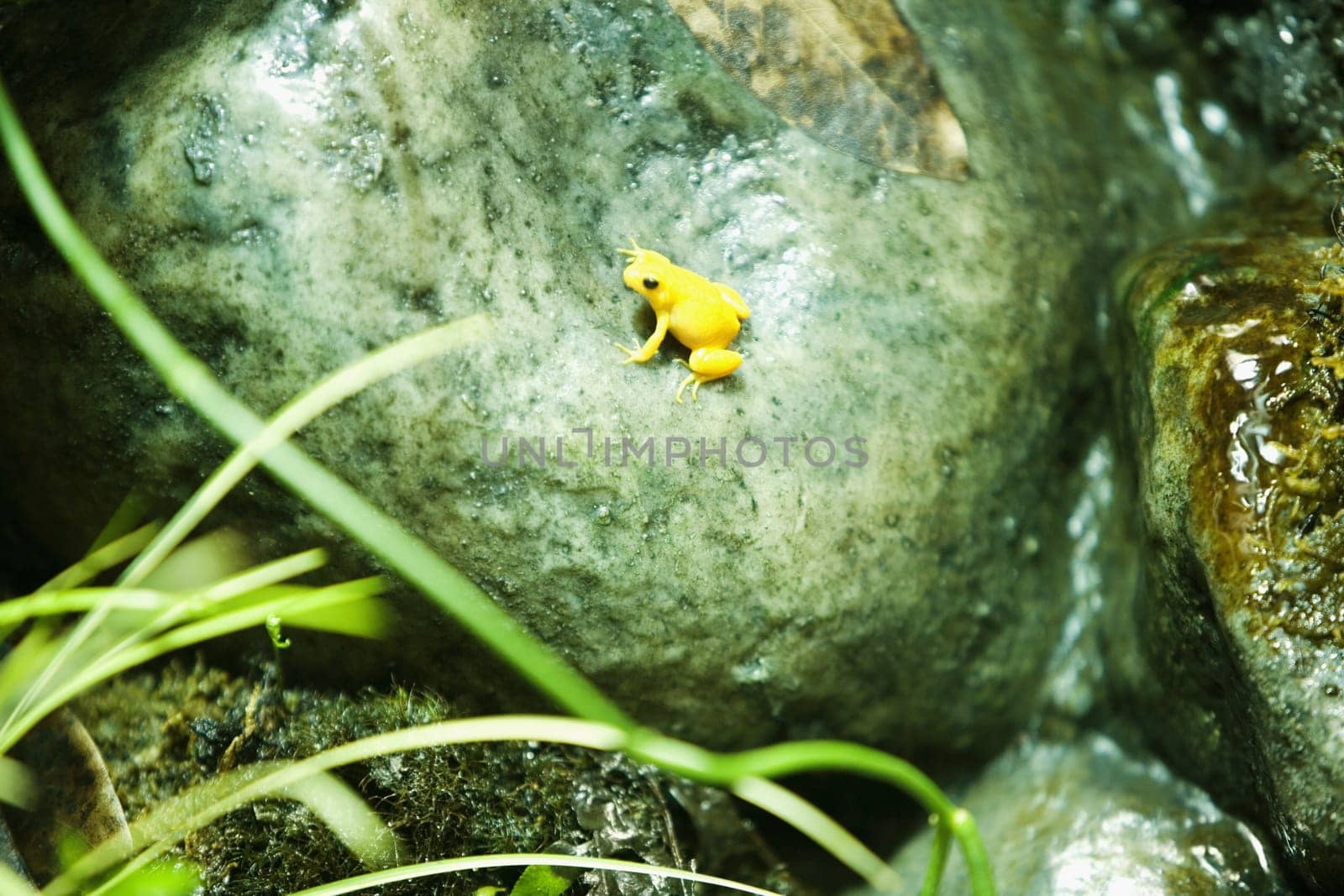 High angle view of a Poison Arrow frog on a rock (Phyllobates terribilis)