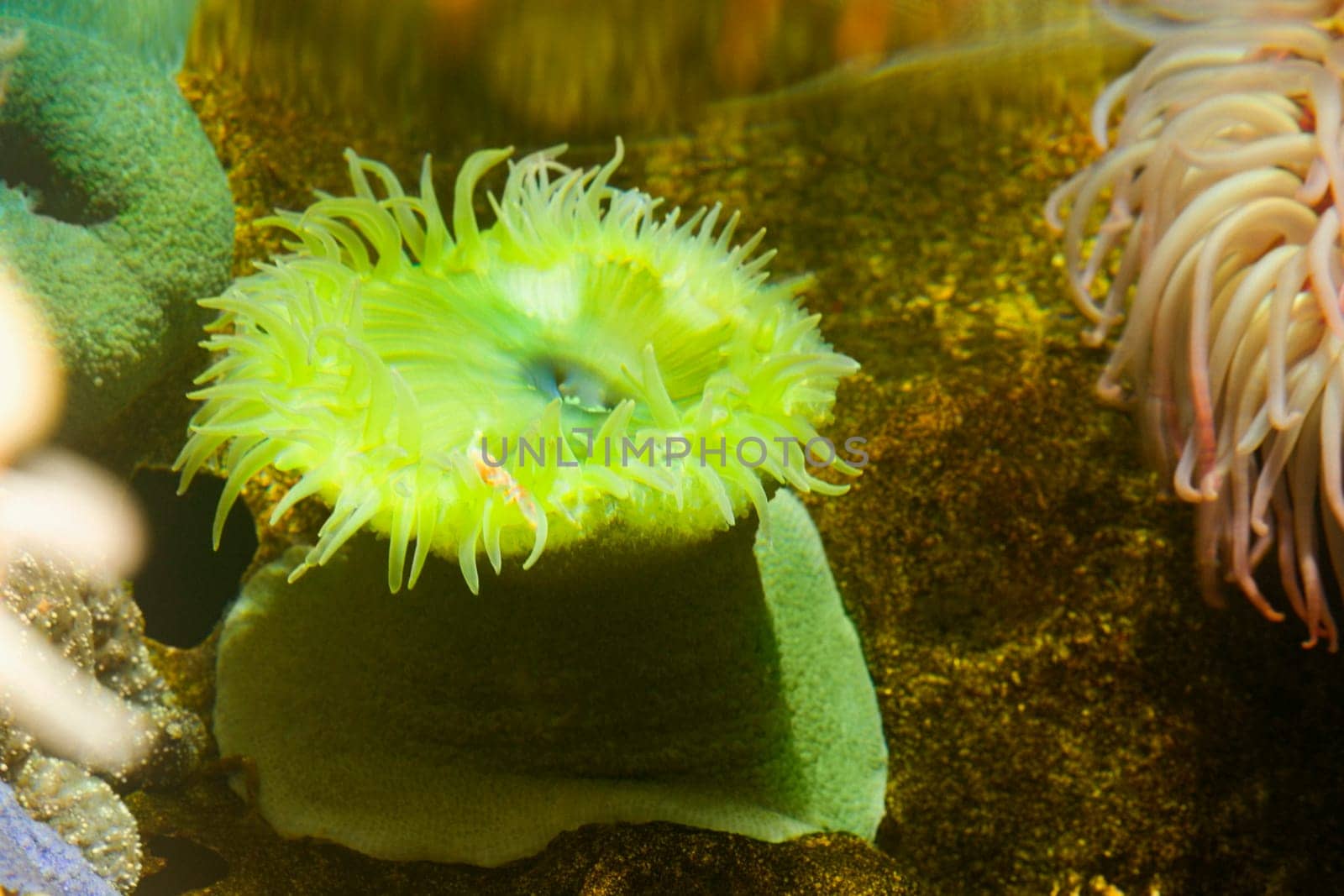 Close-up of a sea anemone underwater
