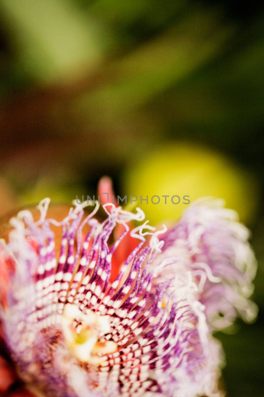 Close-up of a flower