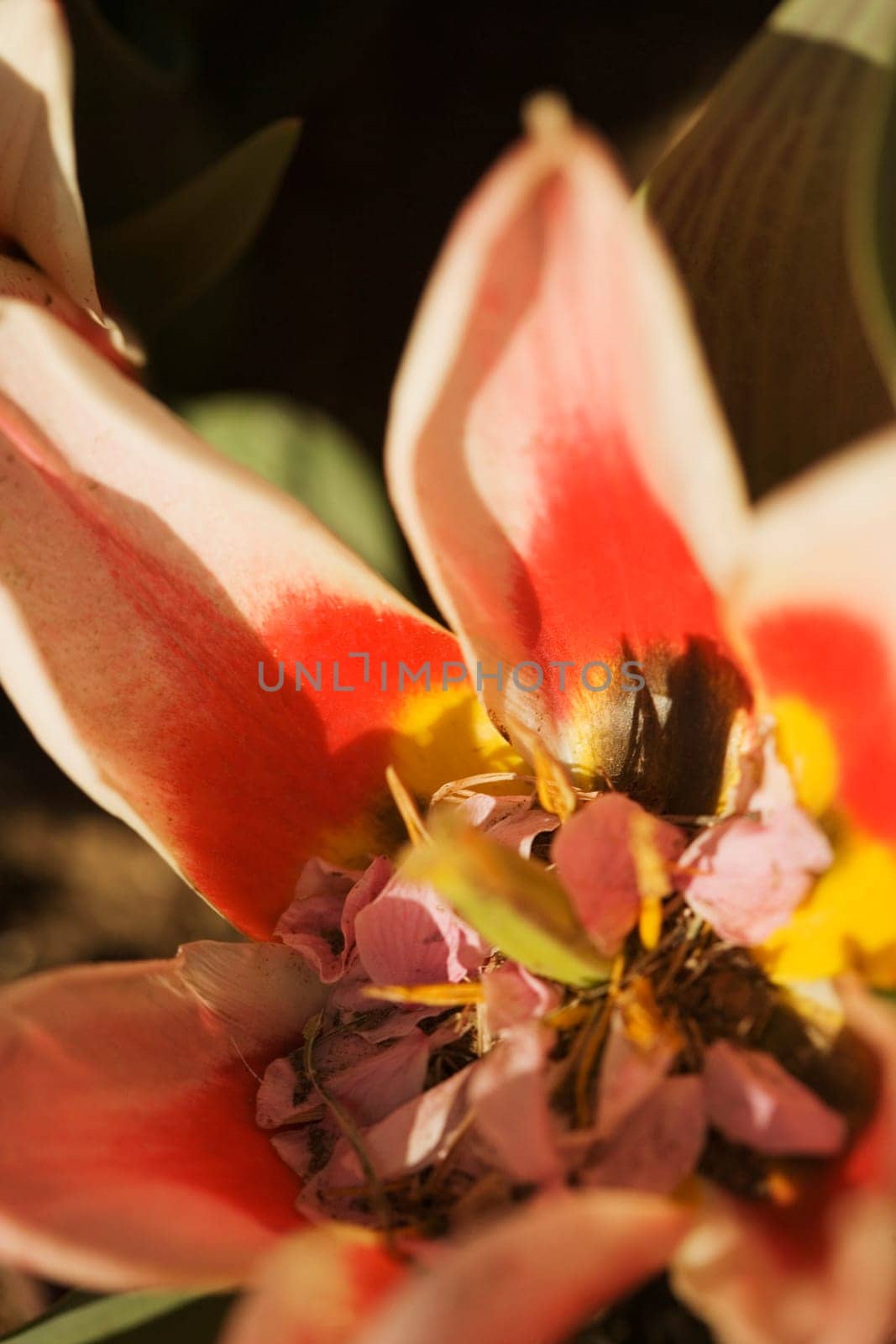 Close-up of a flower