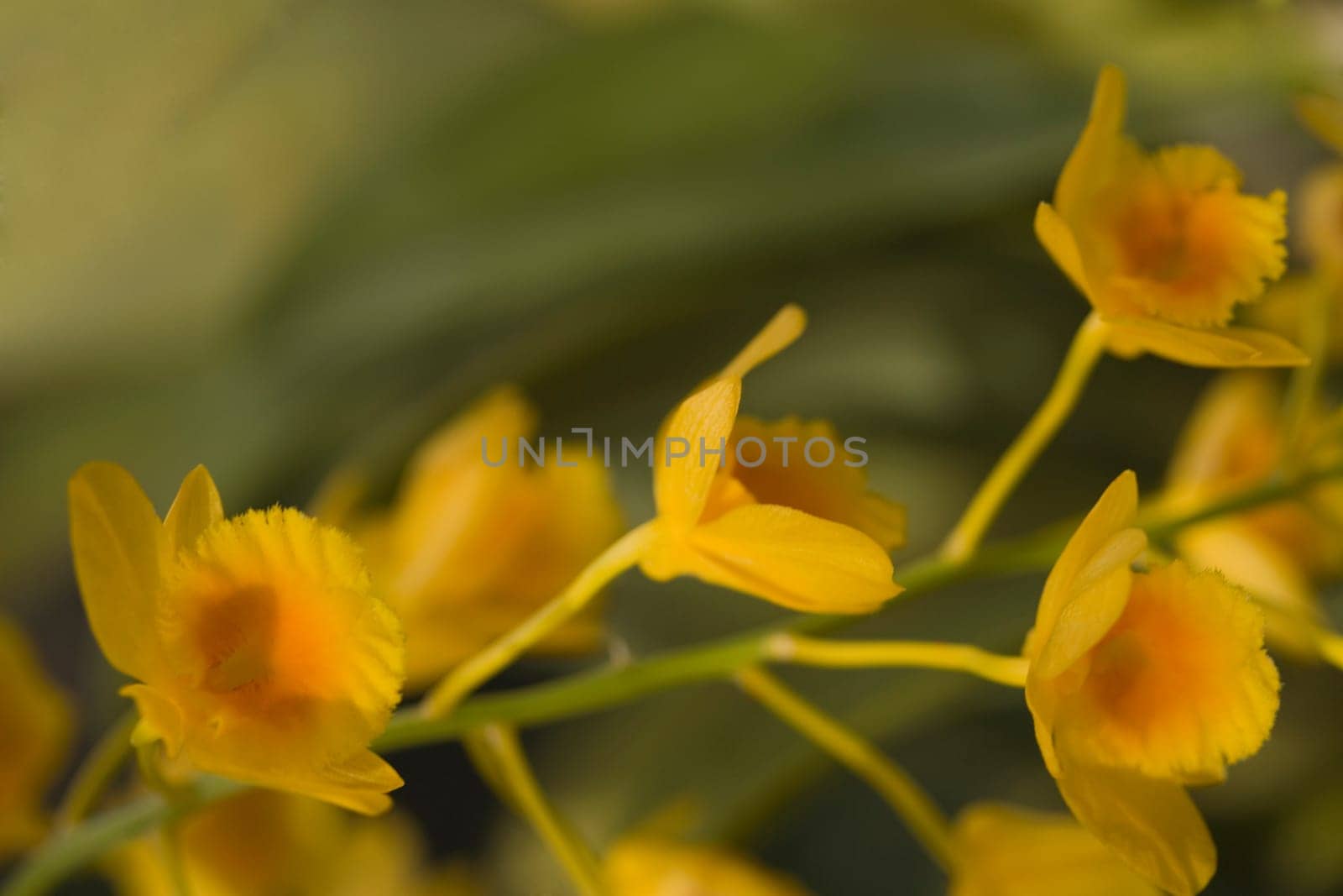 Close-up of a flowers blossoming on a branch