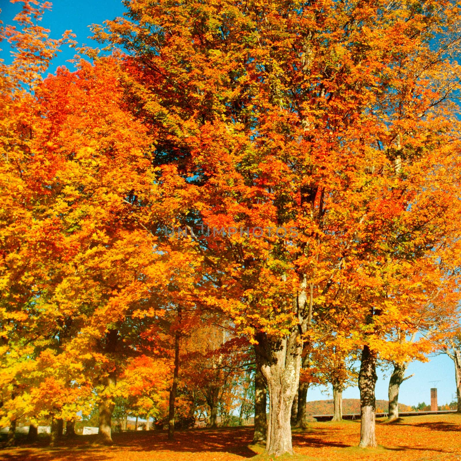 Trees in a park, Lunenburg, Vermont, USA