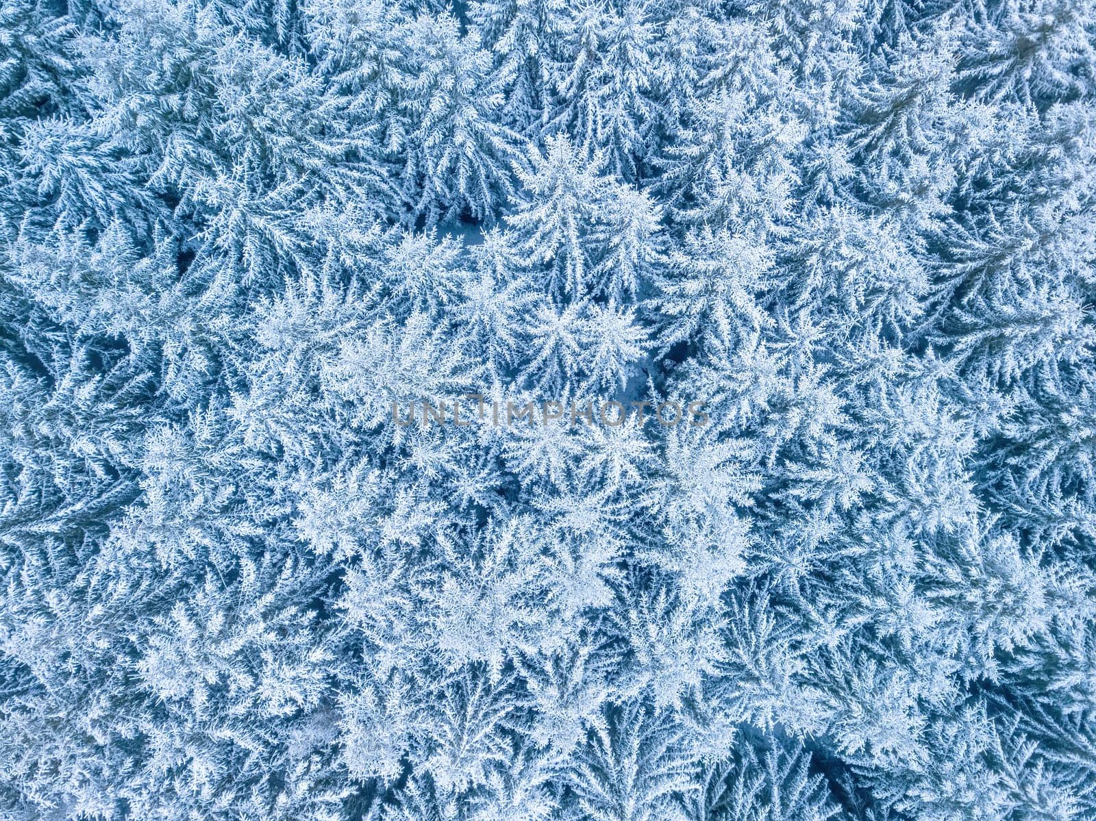 Aerial top down view of beautiful winter forest treetops. Spruce frosty trees covered with snow. Winter nature, frozen white tree tops. Top view camera flies over snowy landscape. Drone aerial flight, Czech Republic, Europe