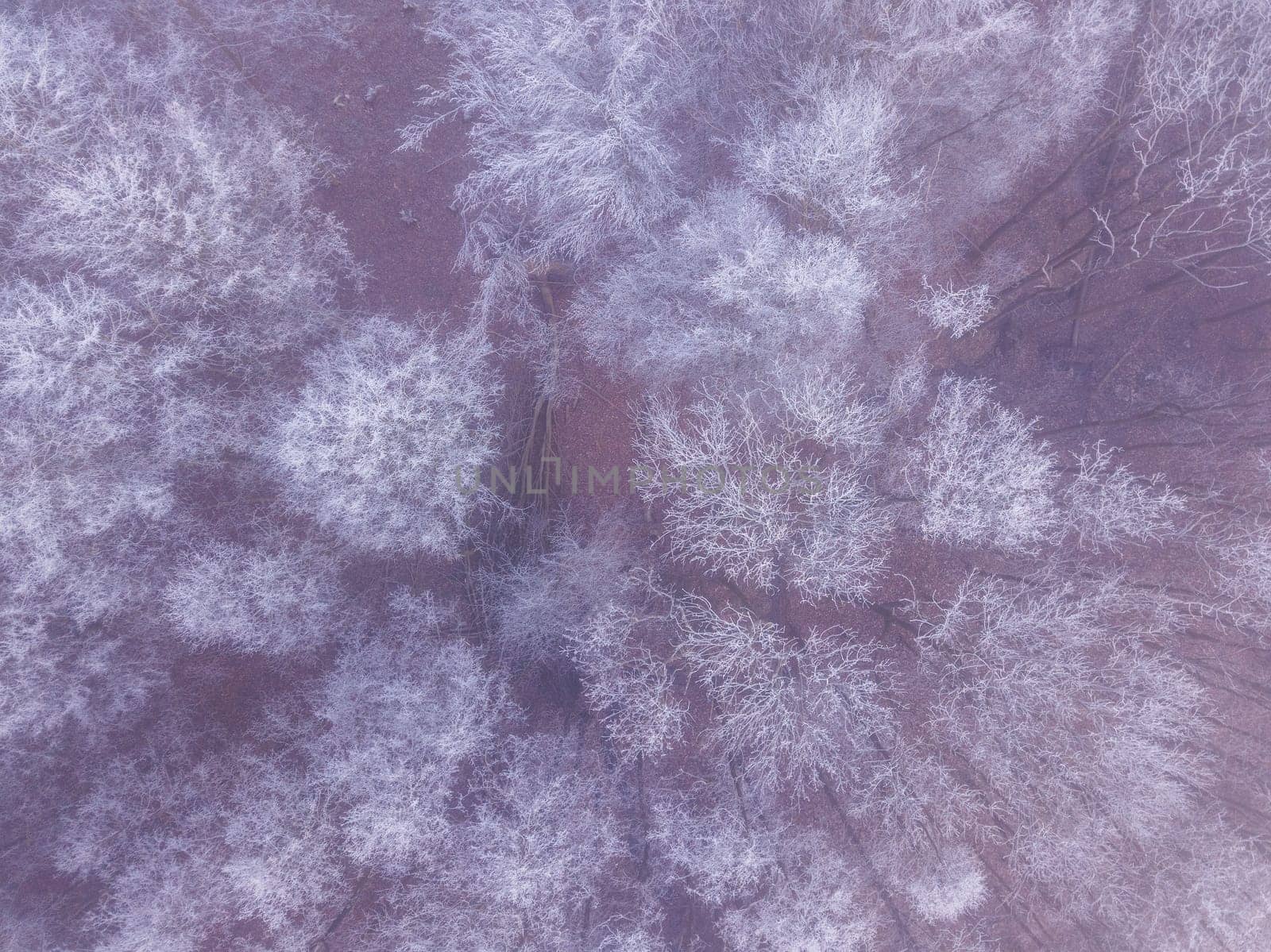 Aerial top down view of beautiful winter forest treetops. Trees covered with frost. Winter nature, frozen white tree tops. Top view camera flies over winter landscape. Drone aerial flight, Czech Republic, Europe