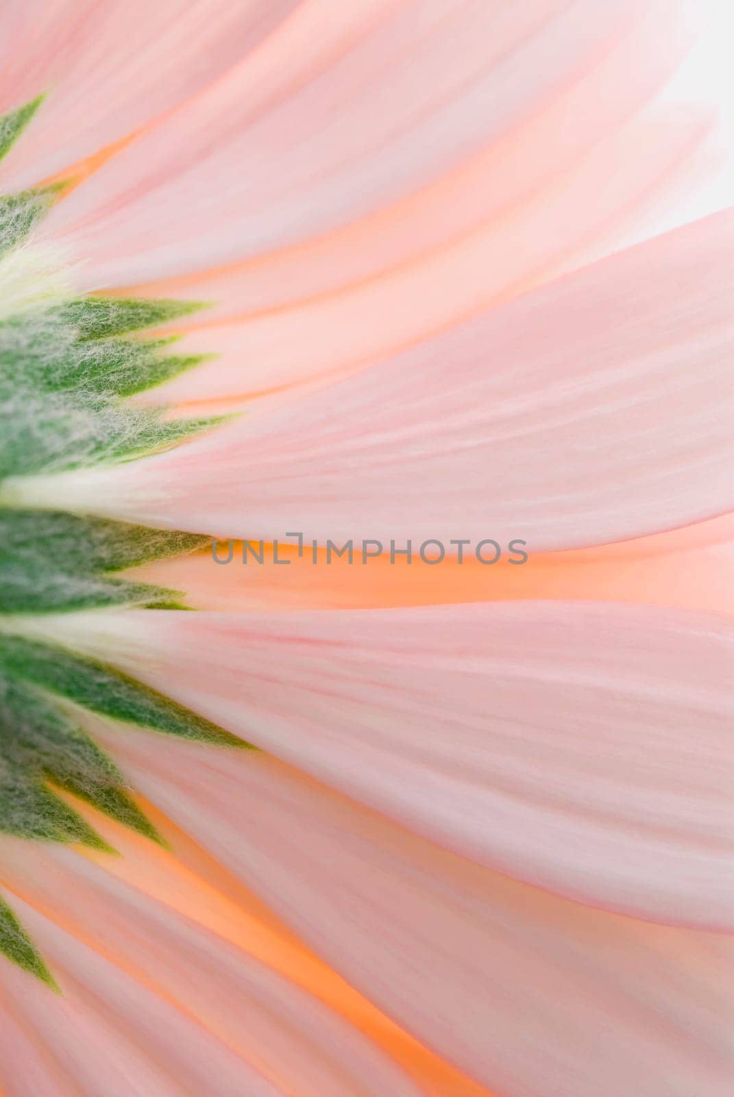 Close_up of a pink flower