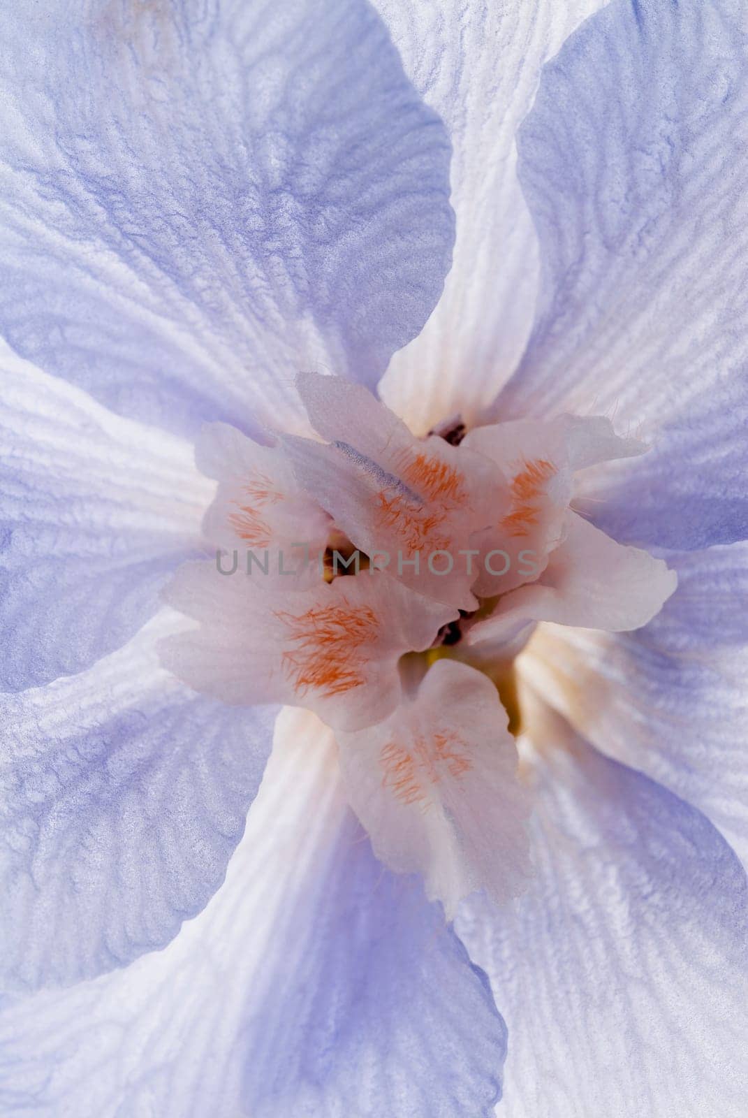 Close_up of a flower