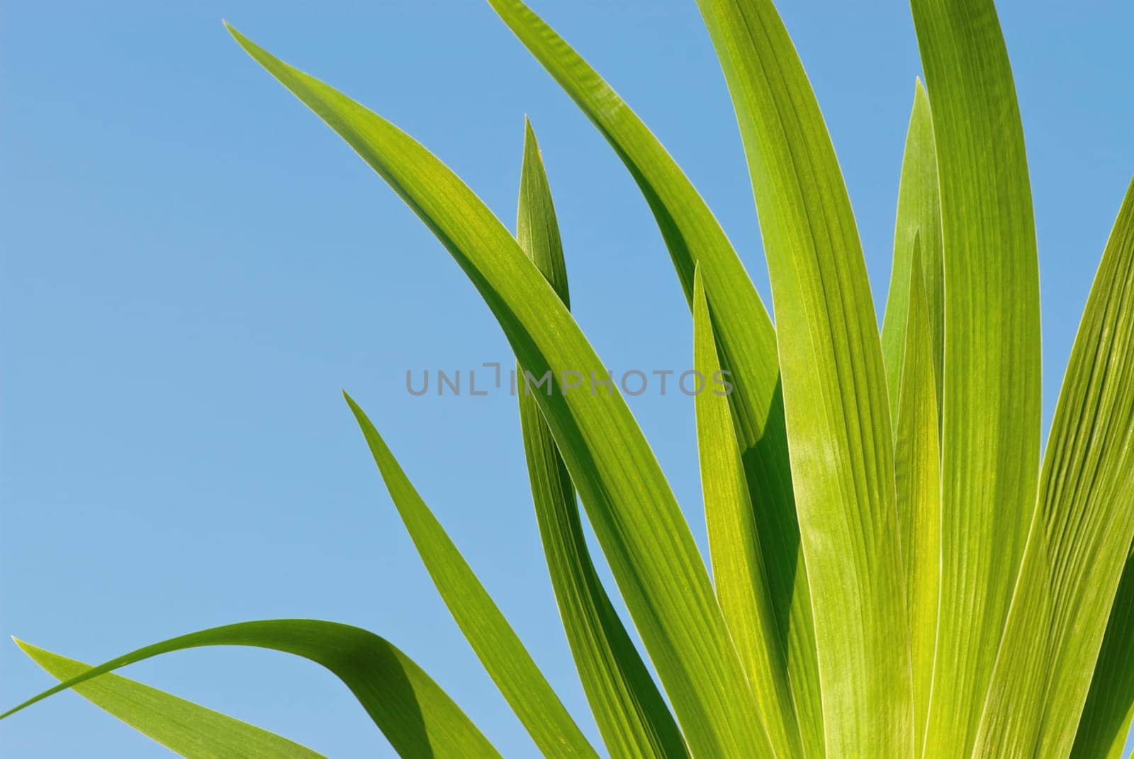 Close_up of a plant