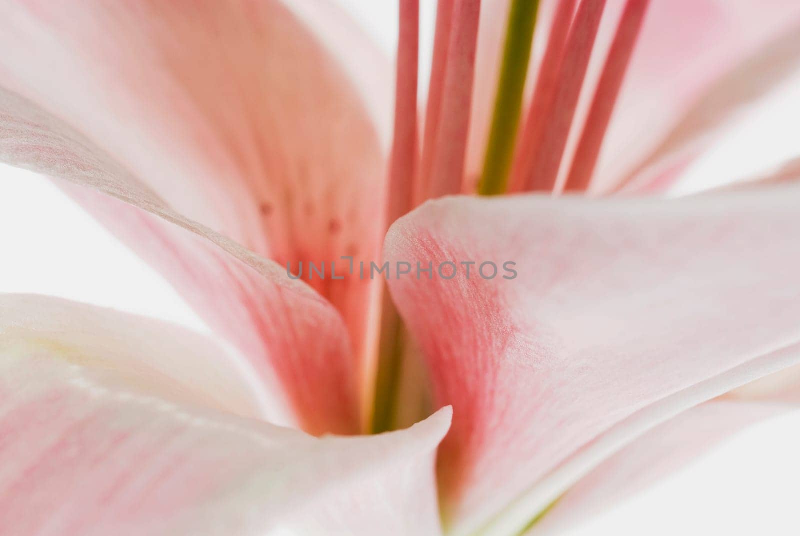 Close_up of a flower