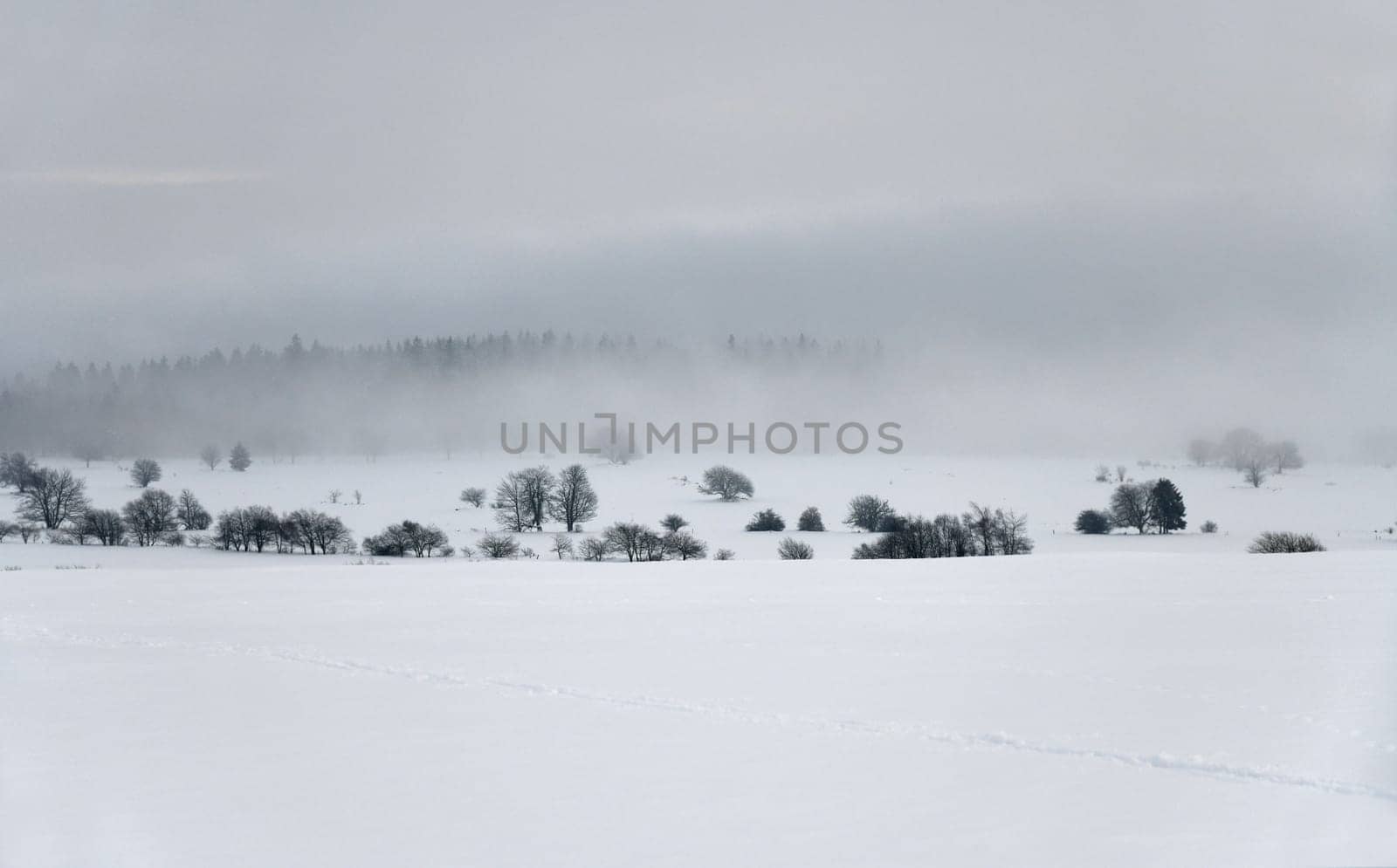 white nature
