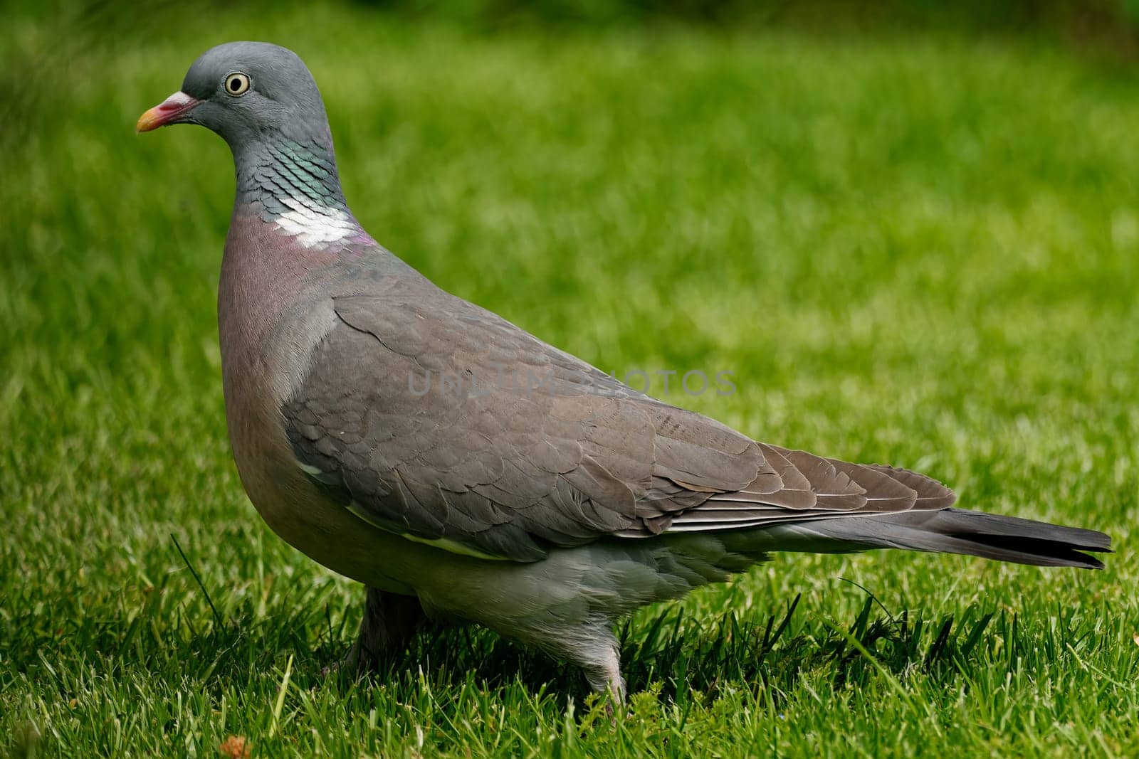 Common wood pigeon on a meadow