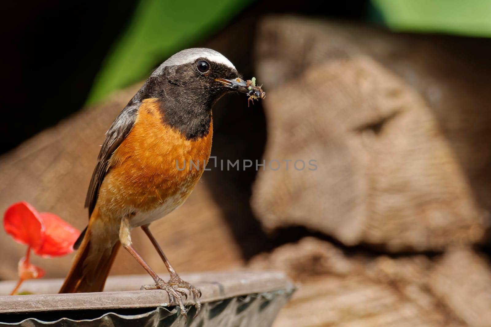 Common redstart with insects