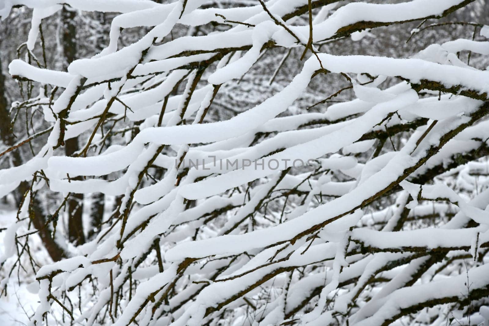 white nature