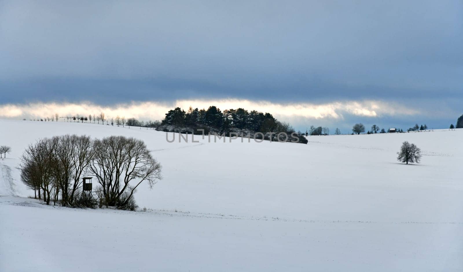 white nature