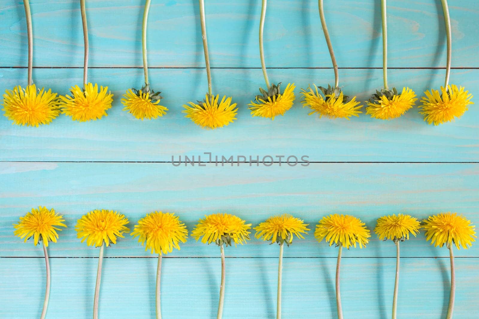 Yellow dandelions on a blue wooden background