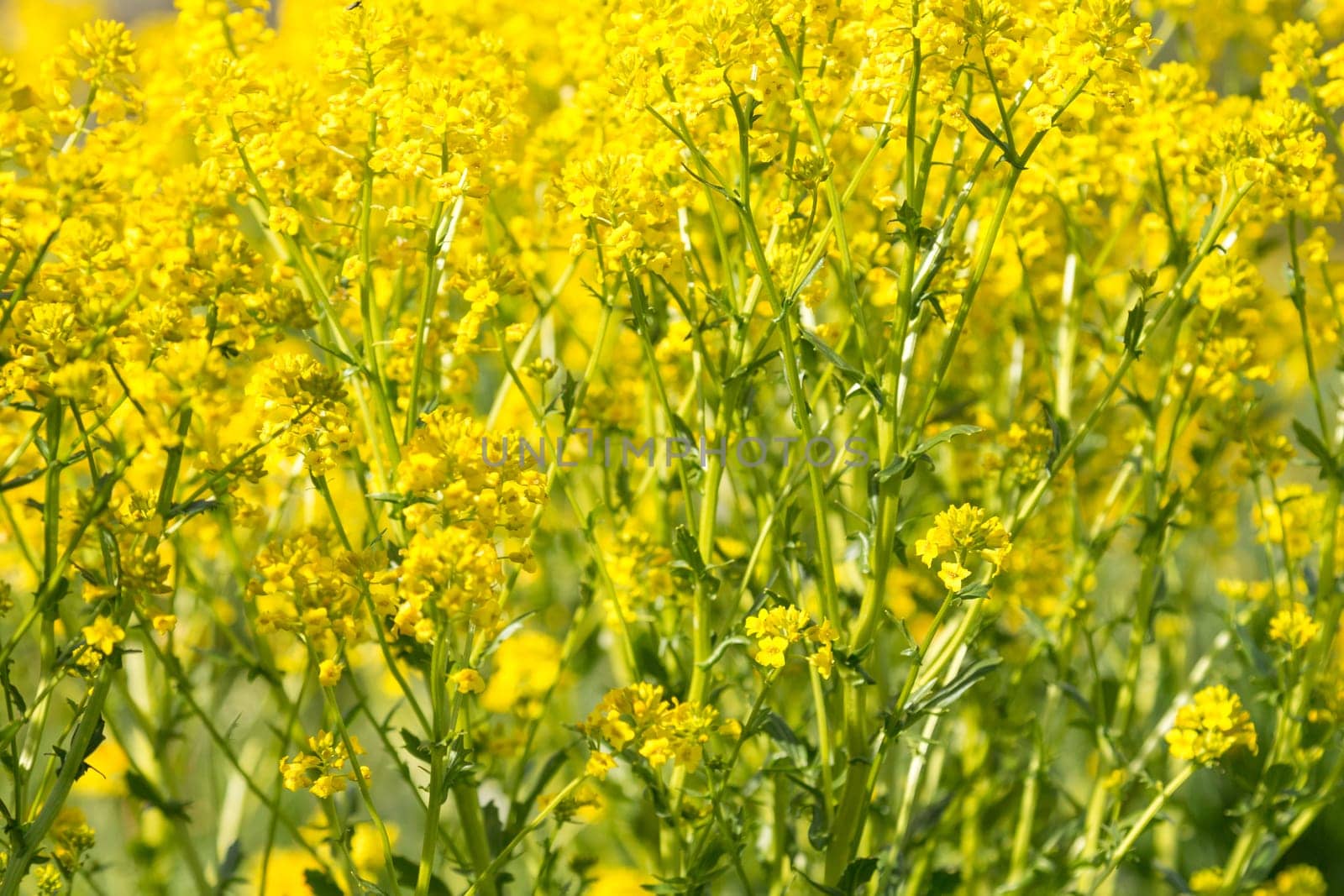 Rapeseed field, Blooming canola flowers close up