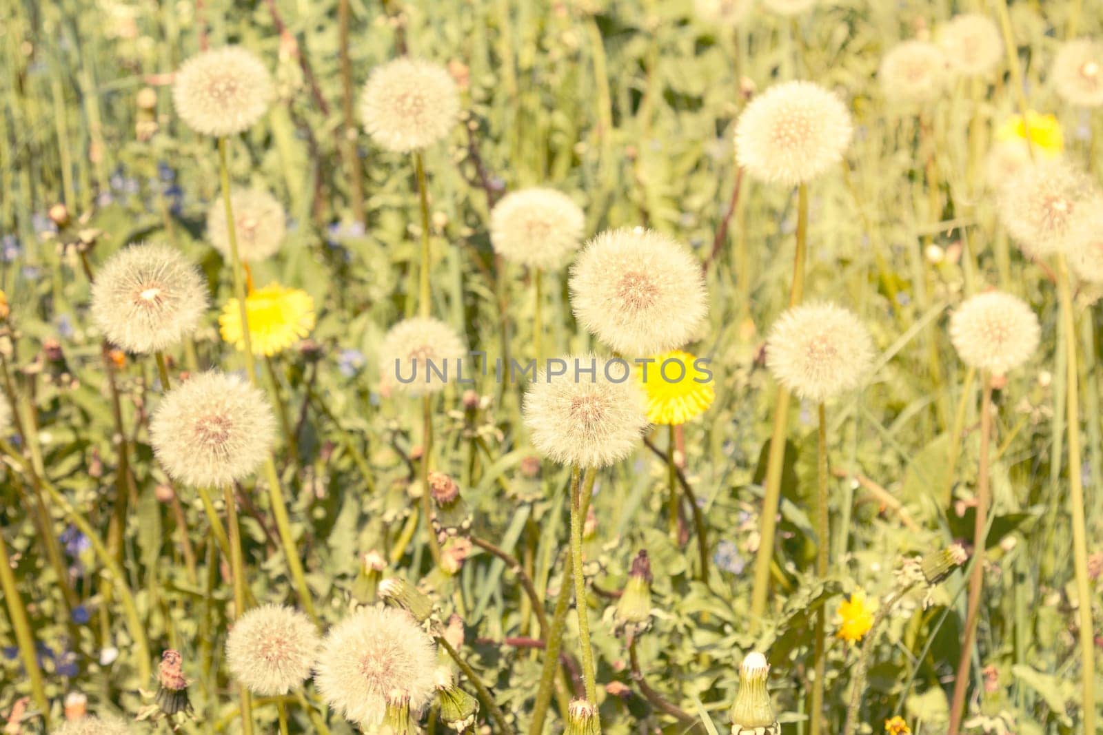 Air dandelions on summer field. Pastel filtered image.