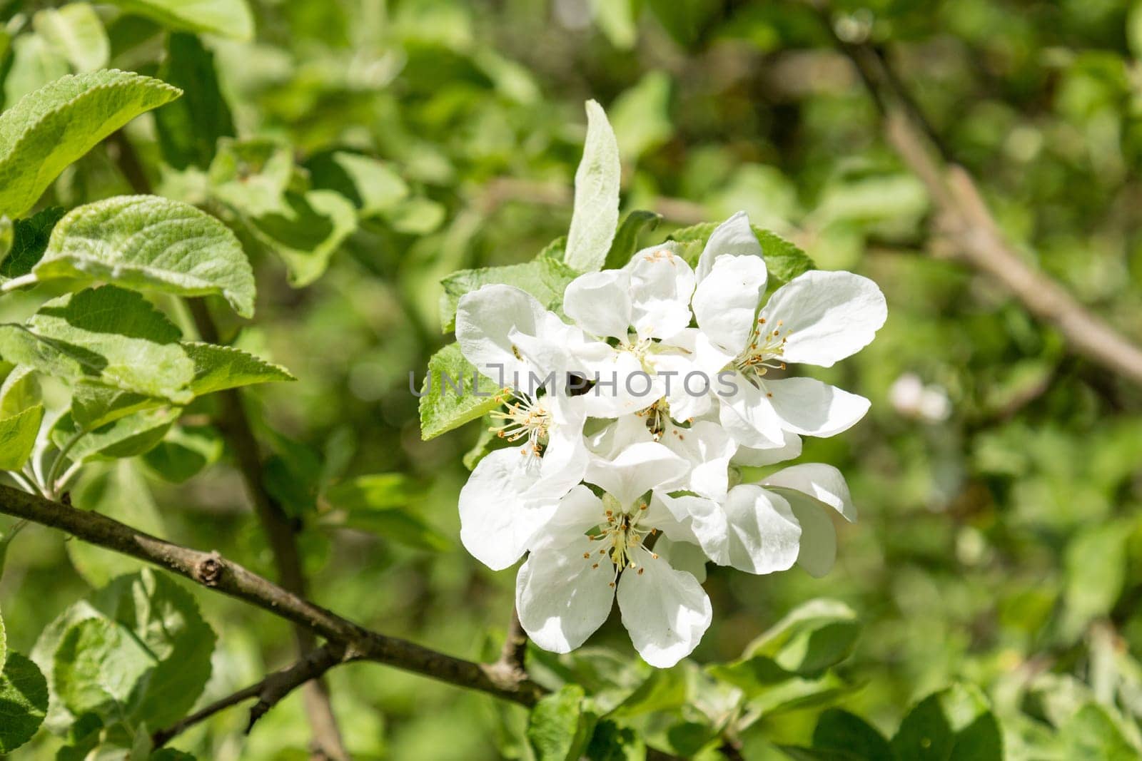 Blossoming apple tree with beautiful white flowers