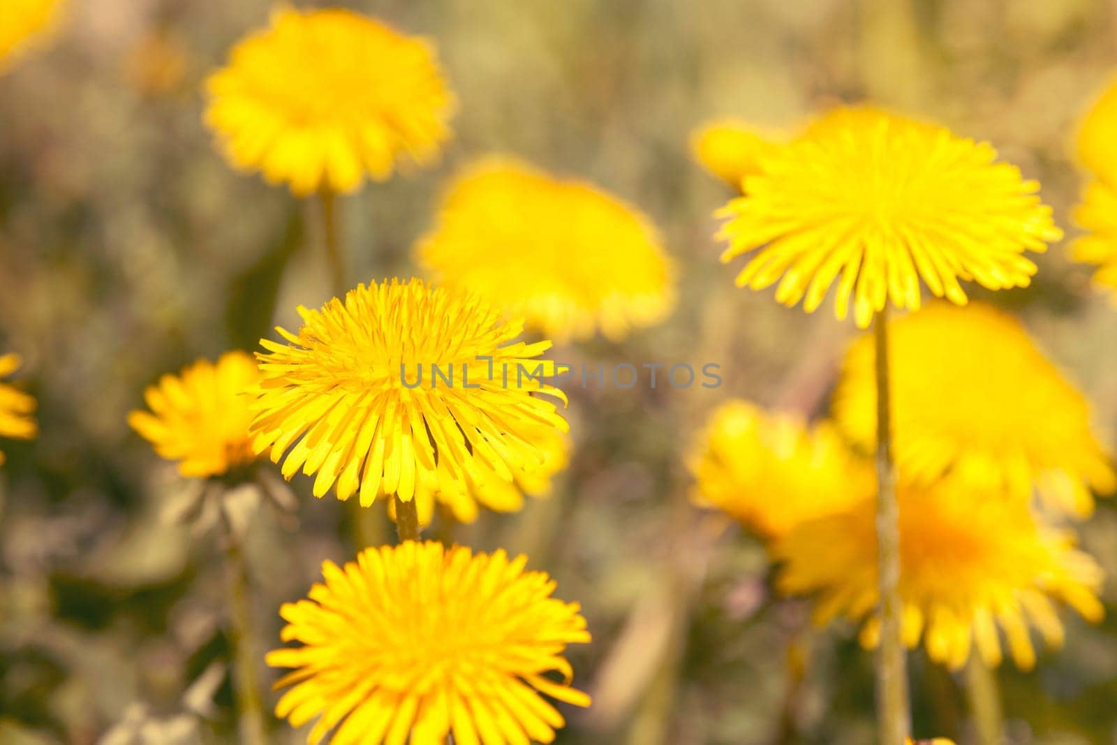 Close-up view of the beautiful yellow dandelions. Filtered image.