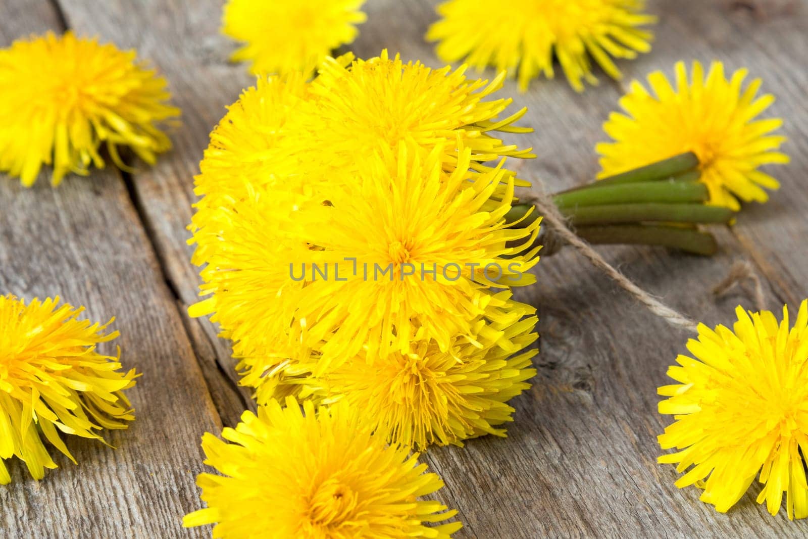 Healing plants - yellow dandelion flowers on wooden background