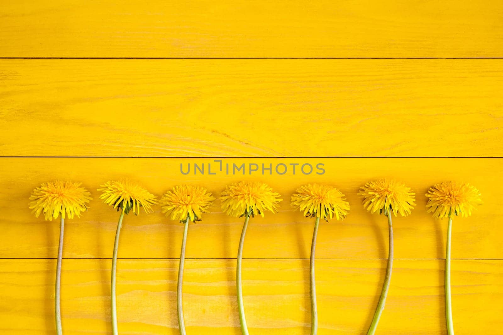 Dandelion flowers on a yellow wooden background
