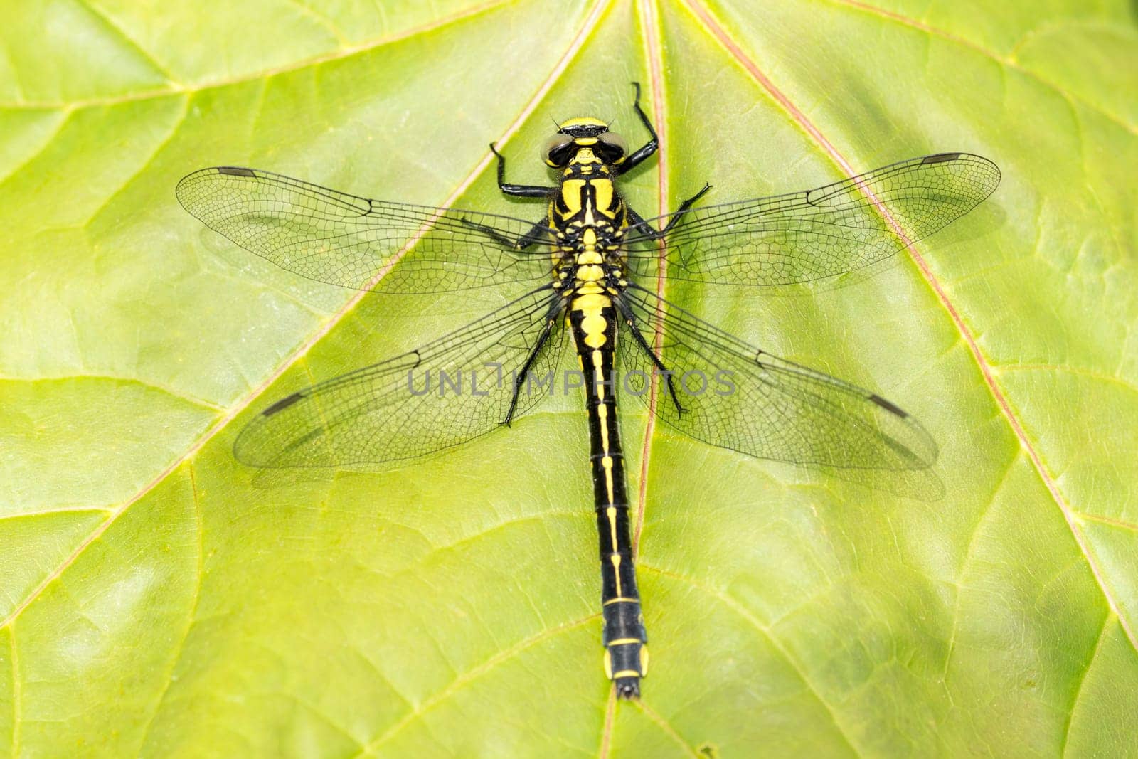 Dragonfly on a maple leaf on a sunny summer
