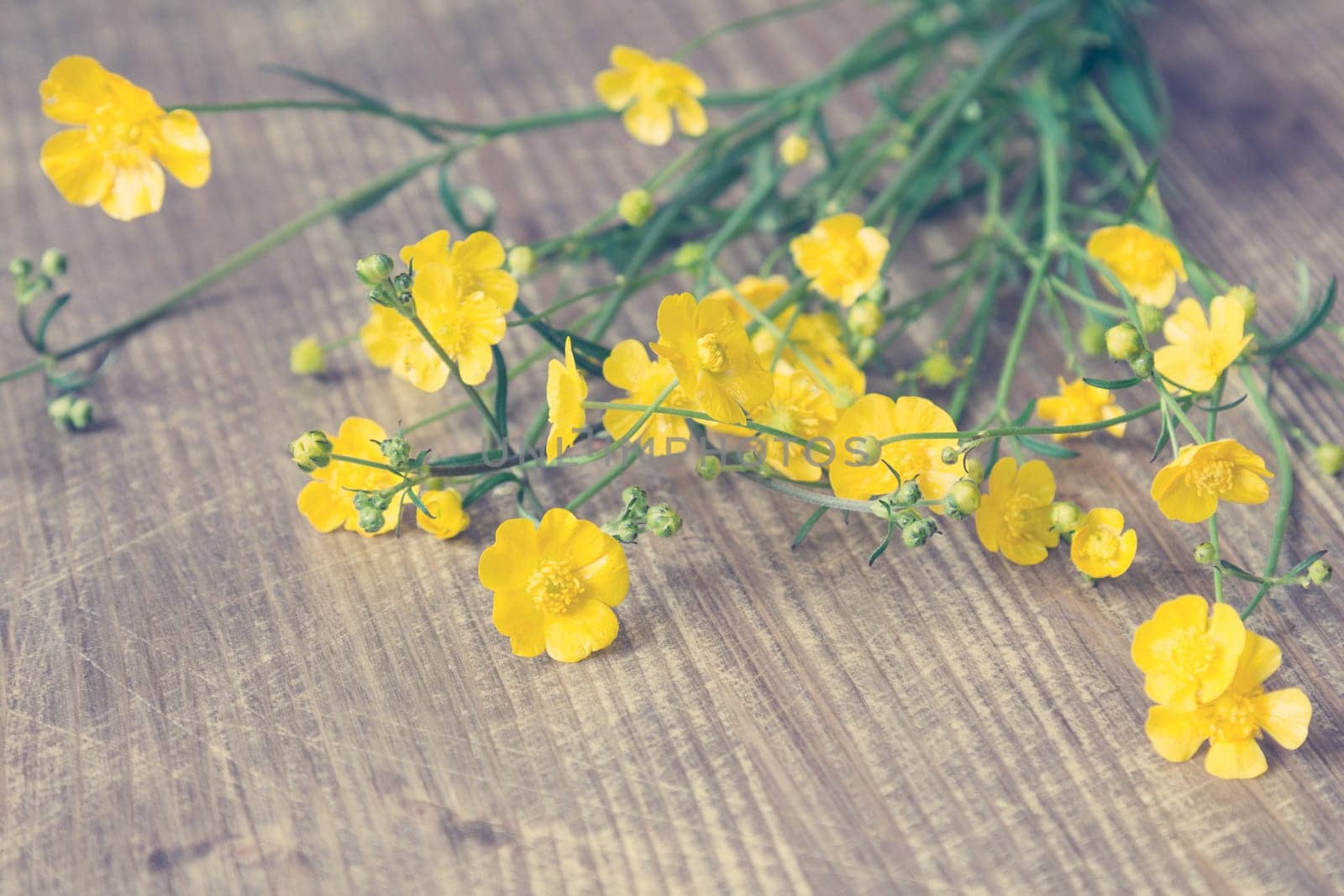 Yellow wildflowers on wooden background