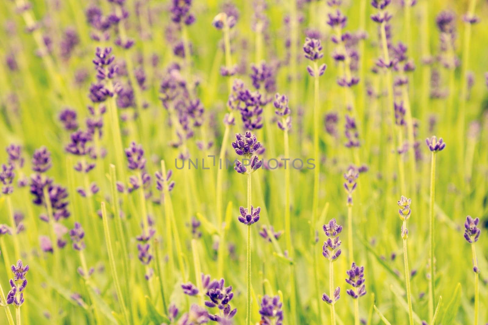 Summer blooming lavender background, selective focus, shallow DOF