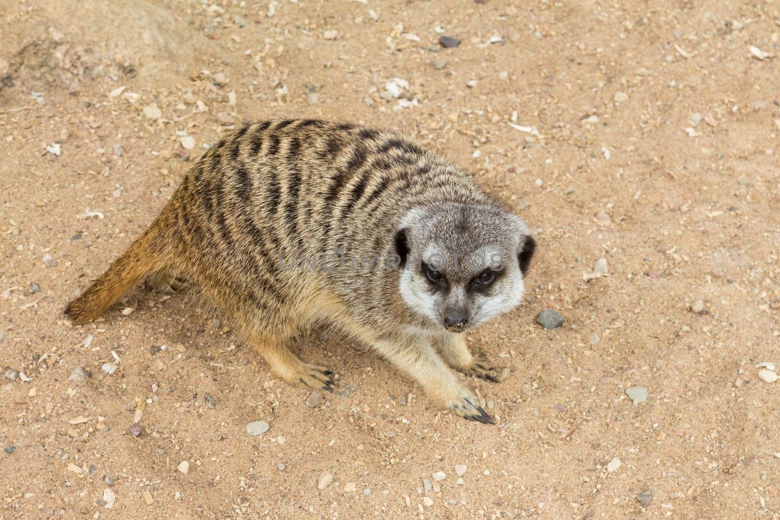 Suricate or meerkat on sand guards his territory