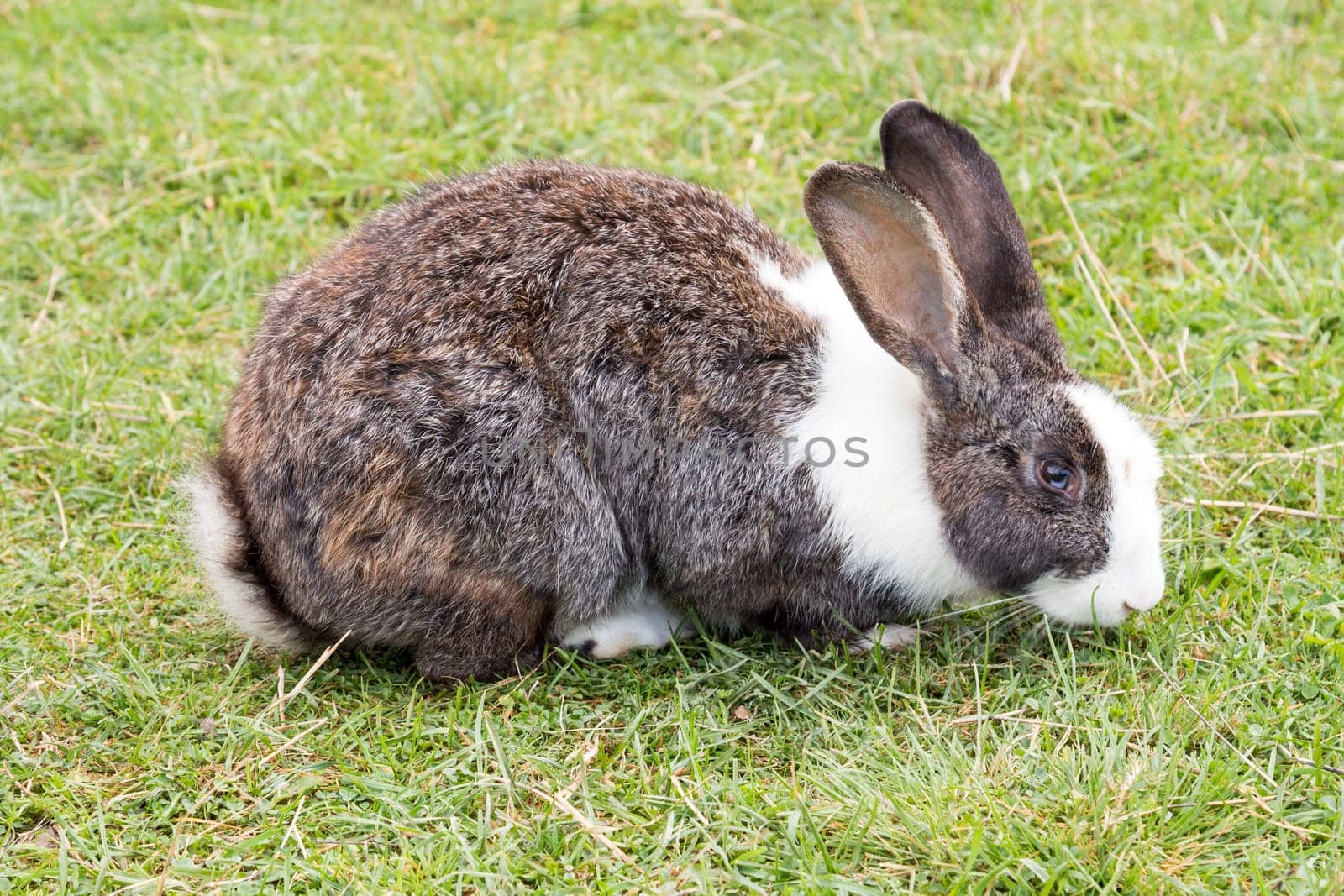 Cute Easter rabbit sitting on a grassland